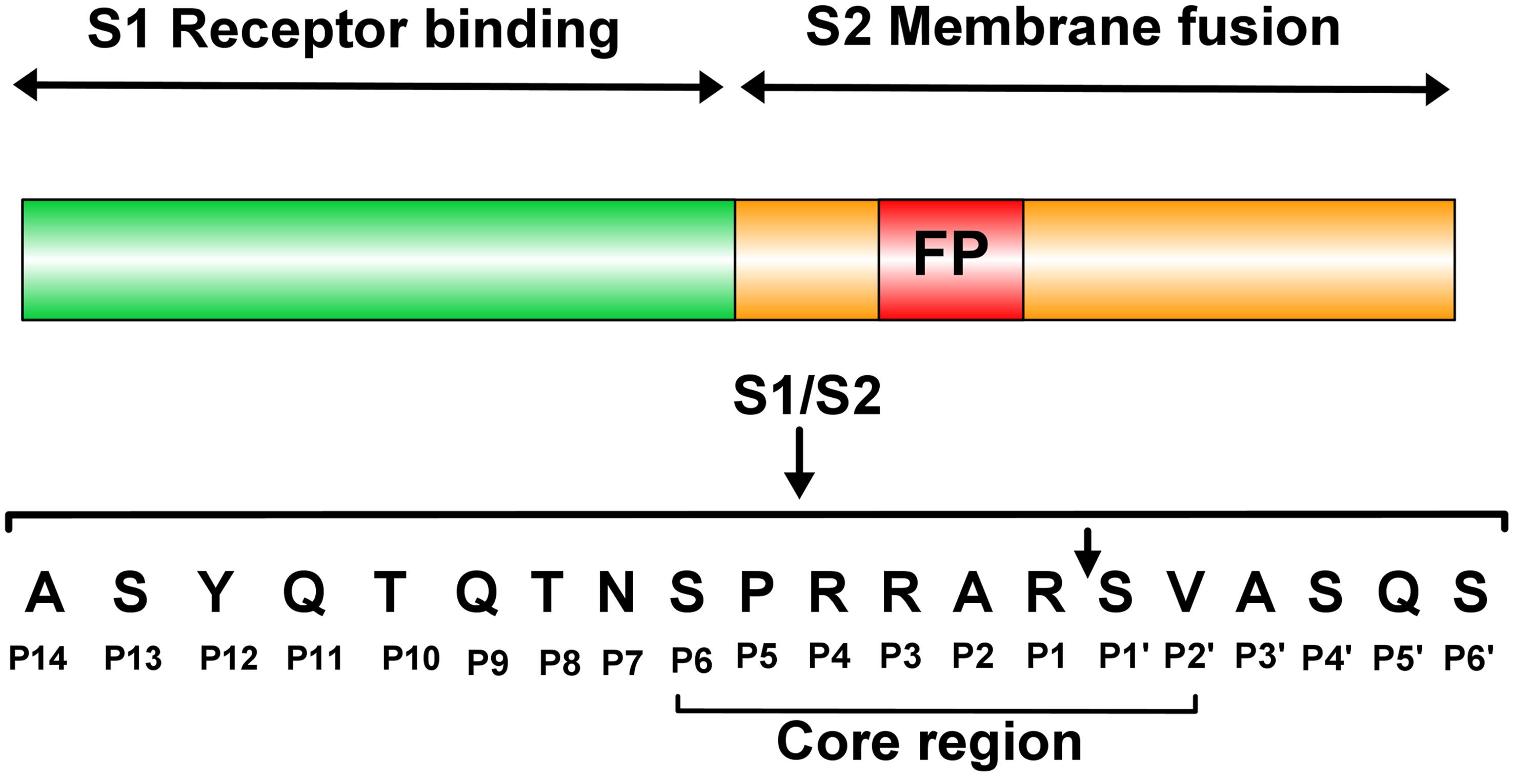 Schematic of the SARS-CoV-2 spike protein, and the furin cleavage site at the boundary between the S1 and S2 subunits.