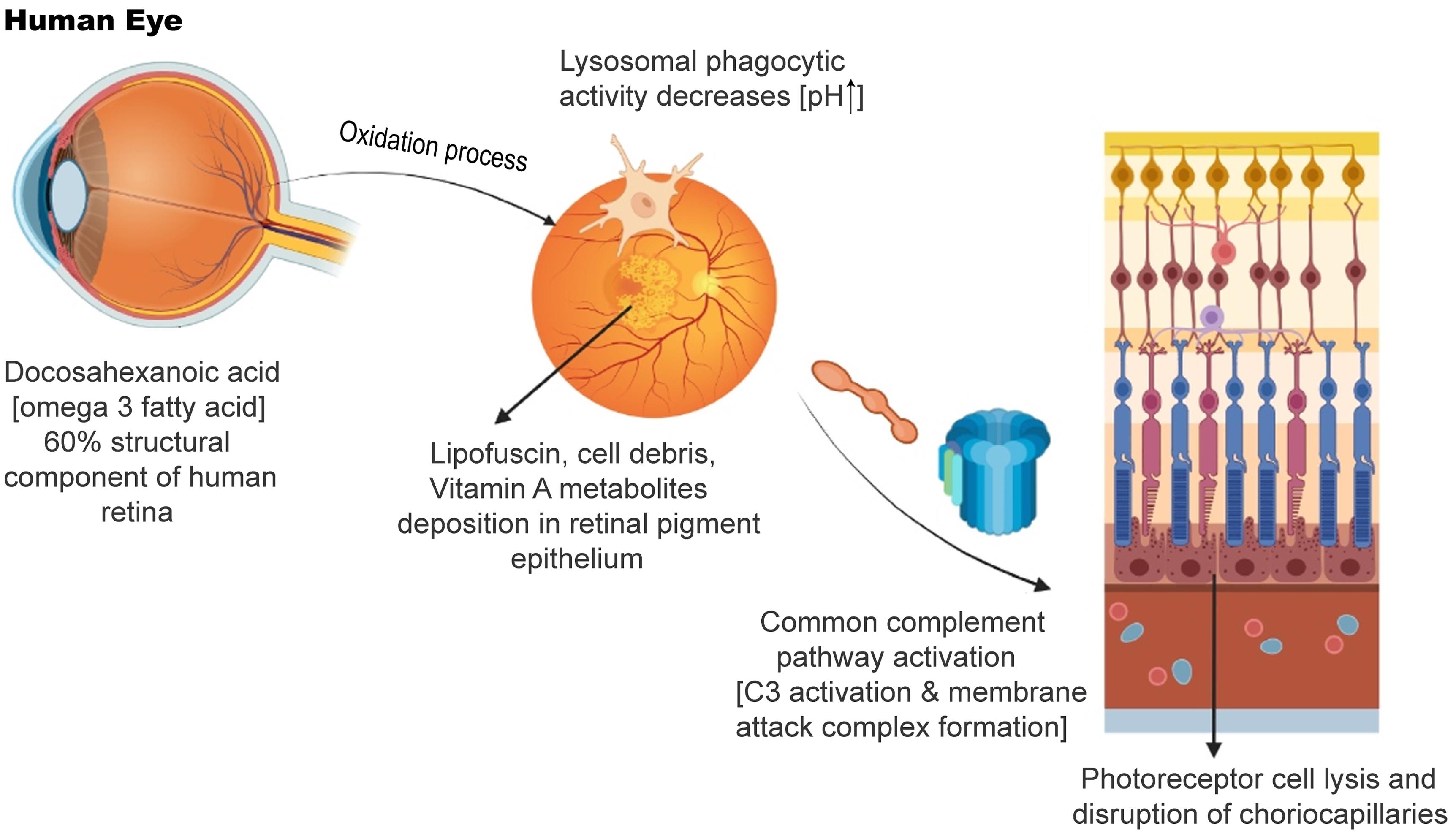 Emerging Pharmacological Targets For Treatment Of Dry Age related 