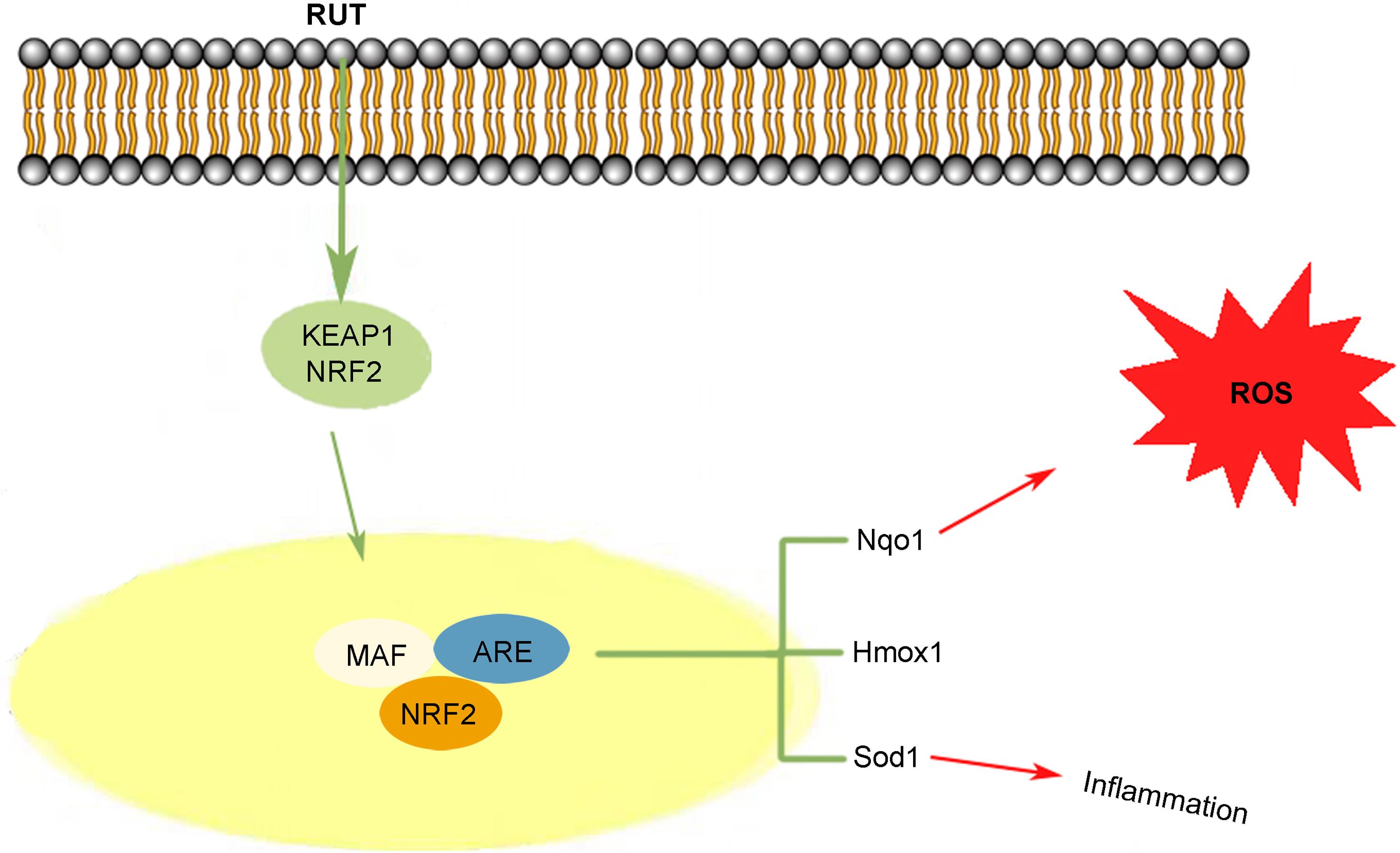 RUT inhibits the molecular pathway of DSS-induced IBD in mice, created with BioRender.com.