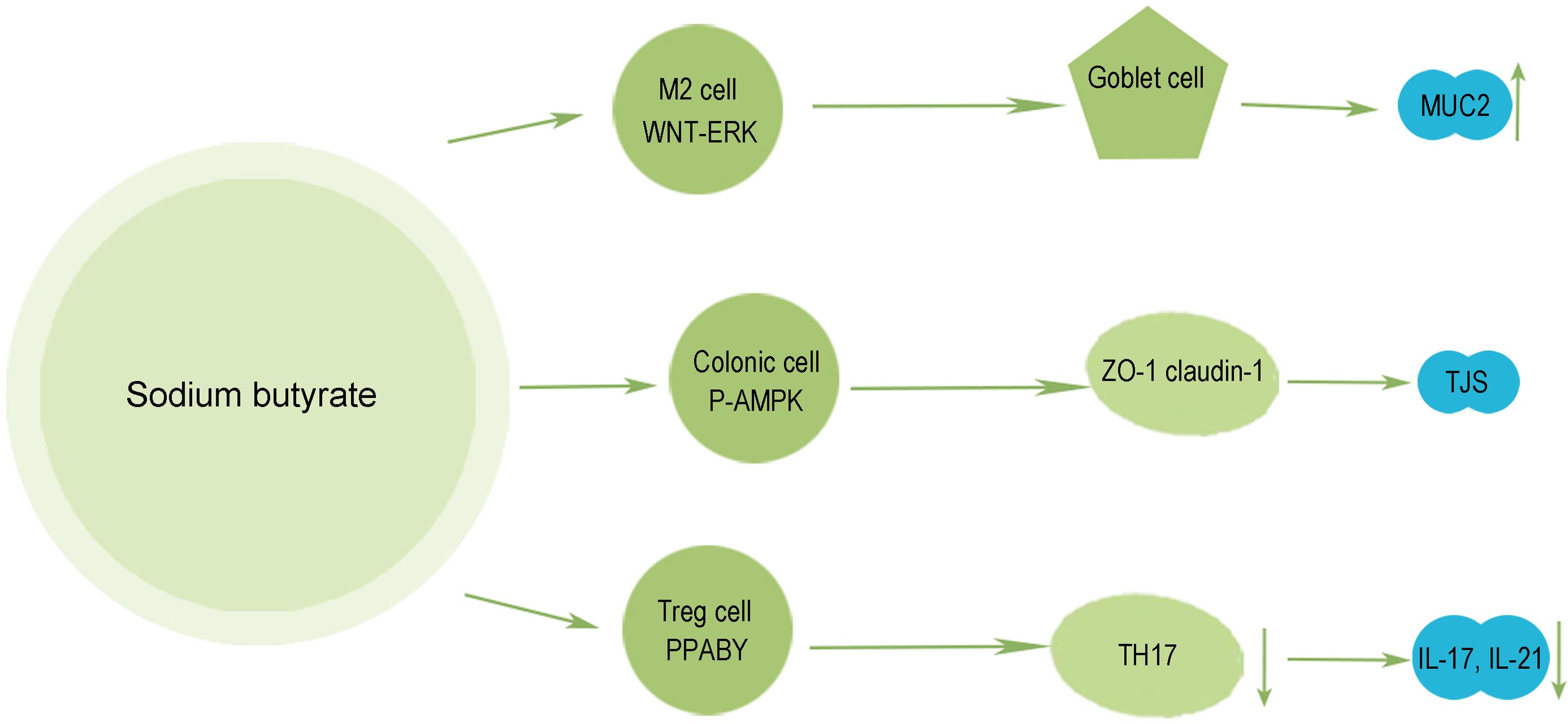 Protection of intestinal barrier by sodium butyrate,ametabolite of intestinal microbes.