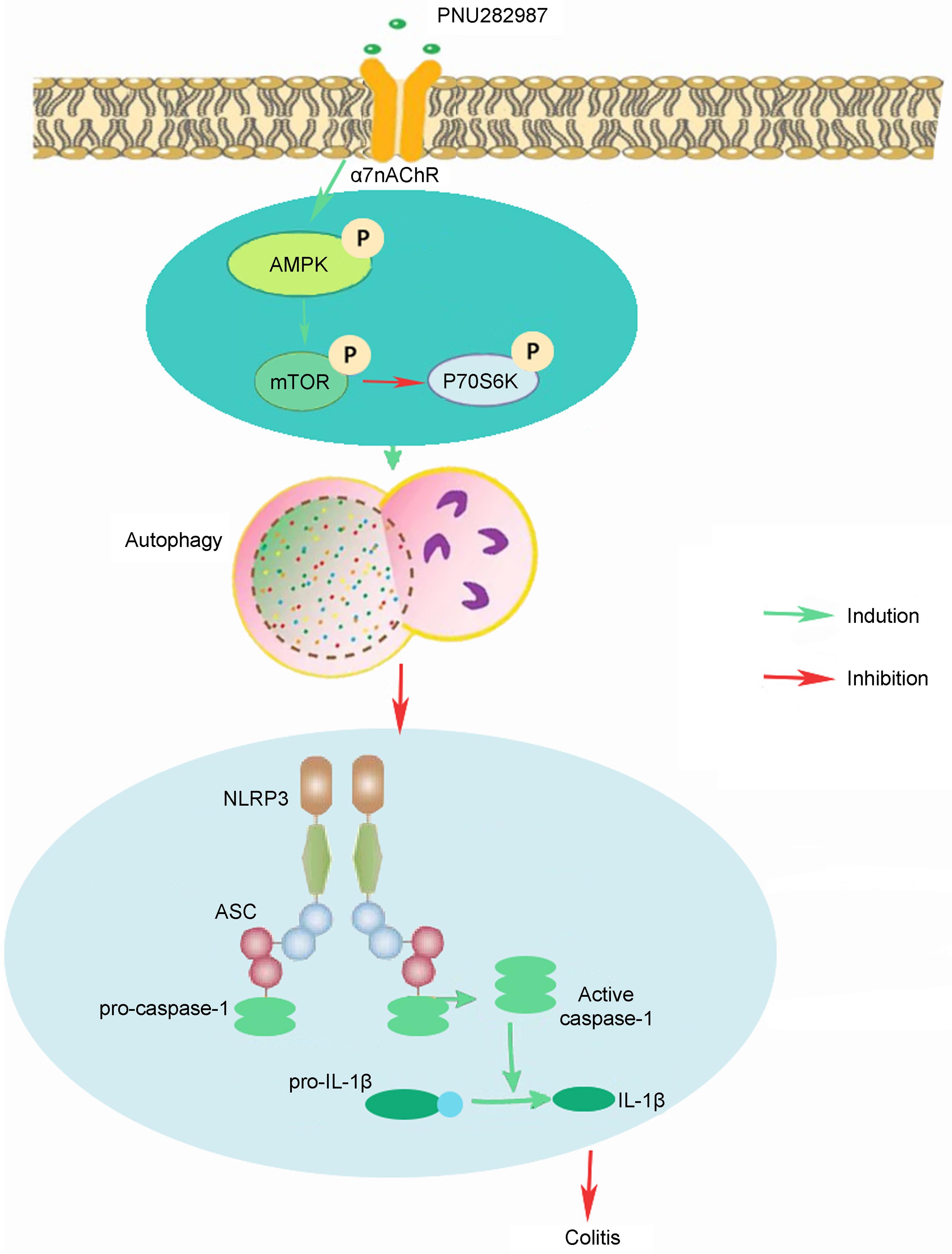 PNU282987 alleviates the DSS induced colitis signaling pathway through cholinergic anti-inflammatory pathway, created with BioRender.com.