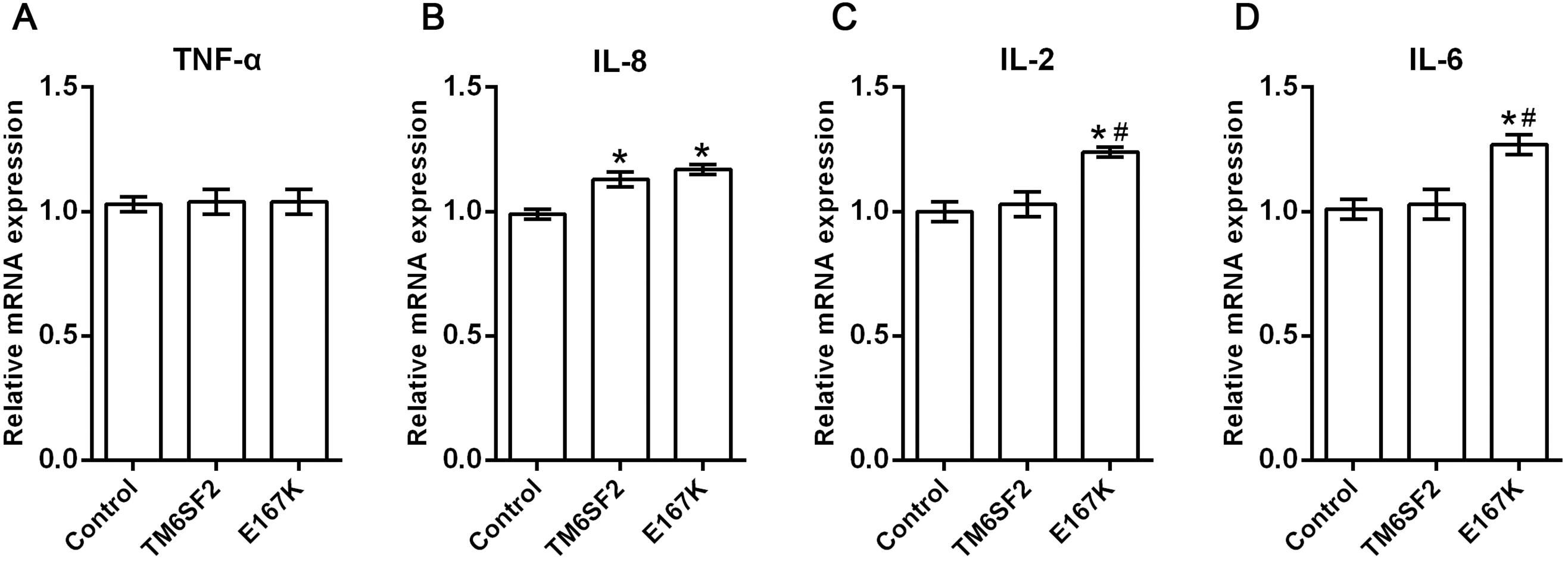 Relative expression levels of TNF-α, IL-2, IL-6 and IL-8 in HEPA 1-6 cells for the TM6SF2 overexpressed group, TM6SF2 E167K overexpressed group, and negative control group.