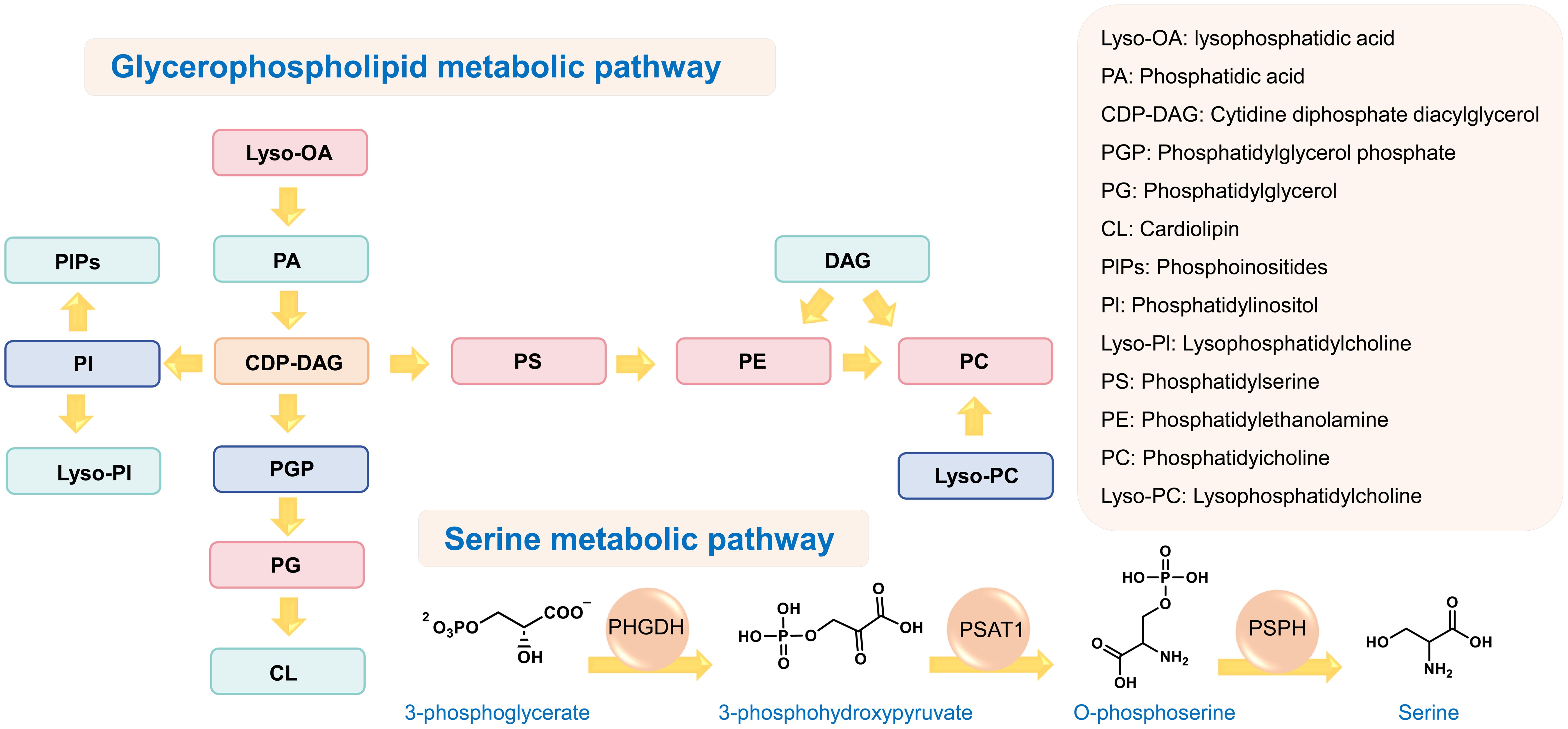 The metabolic pathway of glycerophospholipids and the synthesis pathway of serine, detailing the generation of lysophosphatidic acid (LPA) mediated by phospholipase, and membrane phospholipid synthesis through the CDP-choline pathway.