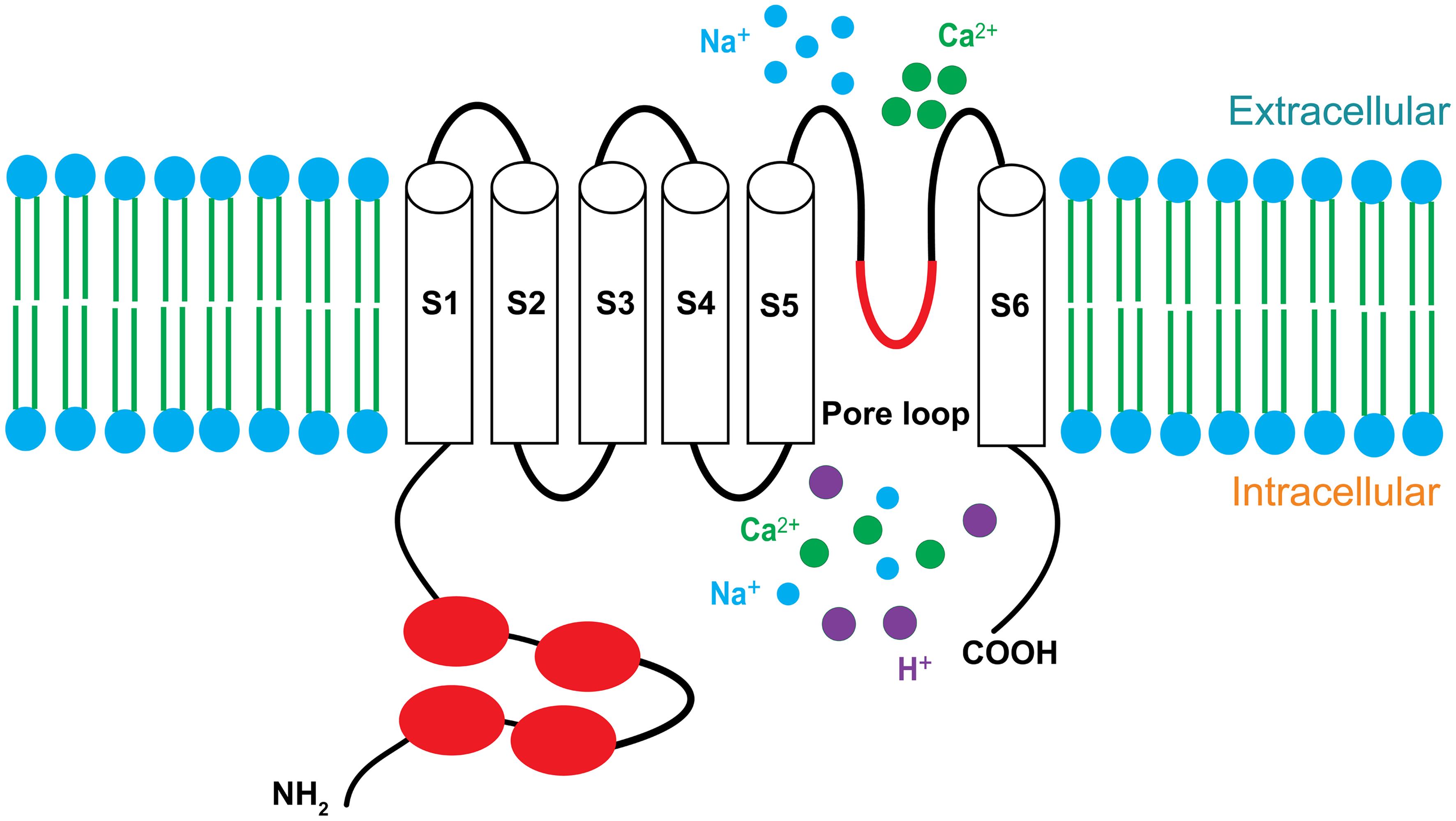 Transient receptor potential vanilloid 1 (TRPV1) structure.