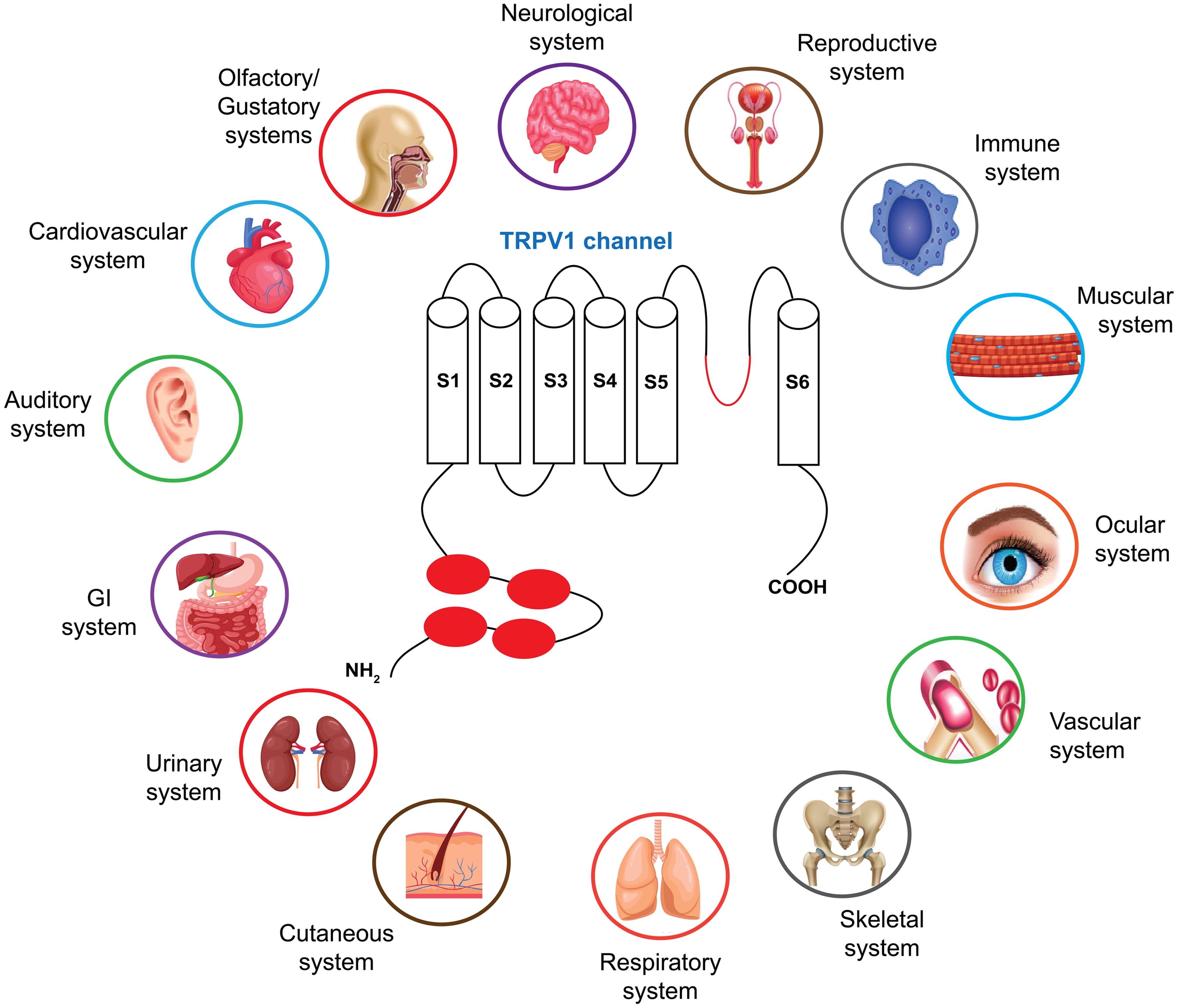 Body systems that have transient receptor potential vanilloid 1 (TRPV1) expression.