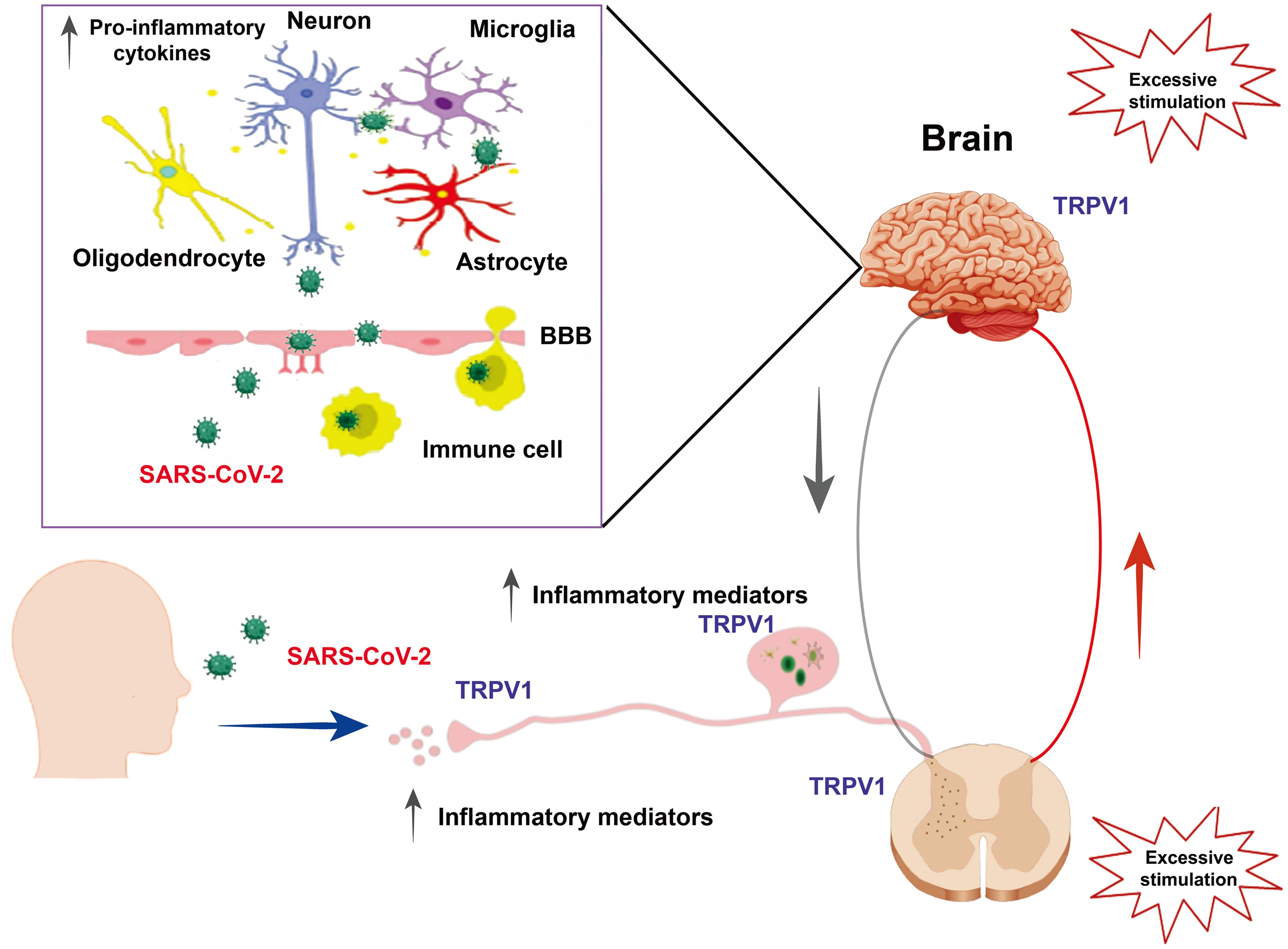 Representative sketch for the cytokine storm in Coronavirus disease 2019 (COVID-19) and the involvement of the transient receptor potential vanilloid 1 (TRPV1) channel (Modified from Jaffal, 2021).