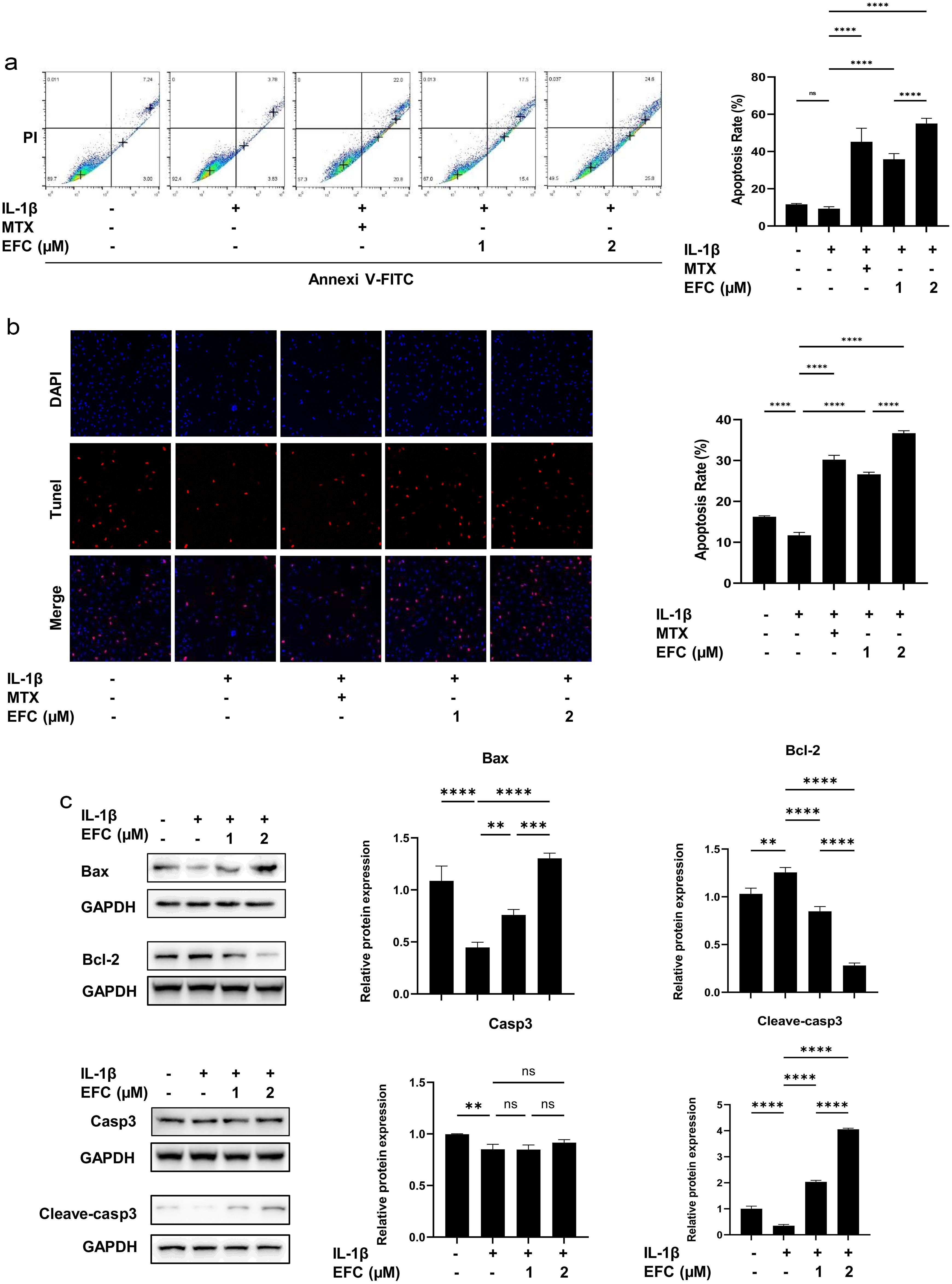 EFC promotes apoptosis of RA FLSs.