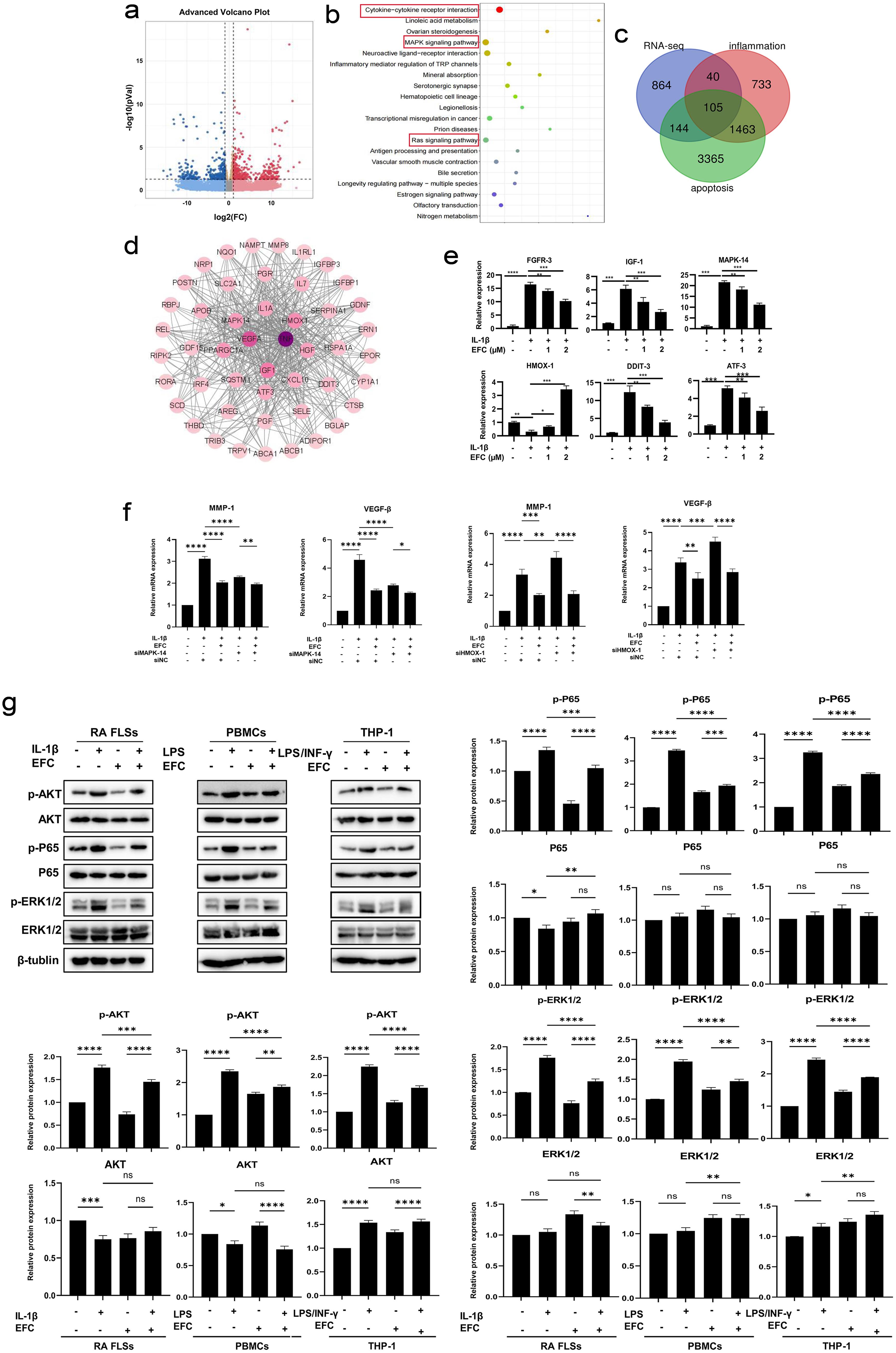 Potential pathways in EFC-treated RA FLSs predicted by RNA-seq analysis.