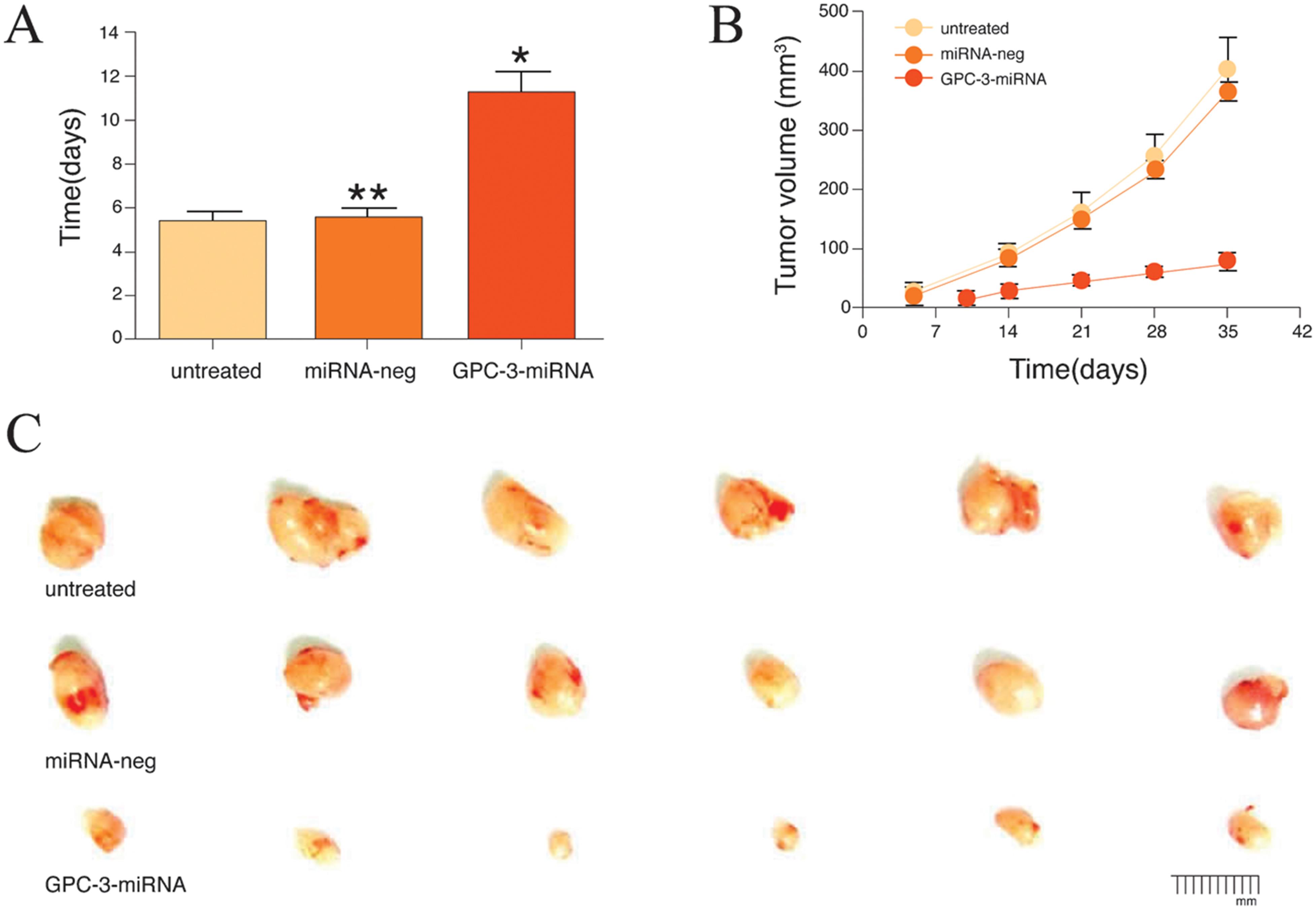 Silencing <italic>GPC-3</italic> inhibited the growth of nude mice xenograft tumors.