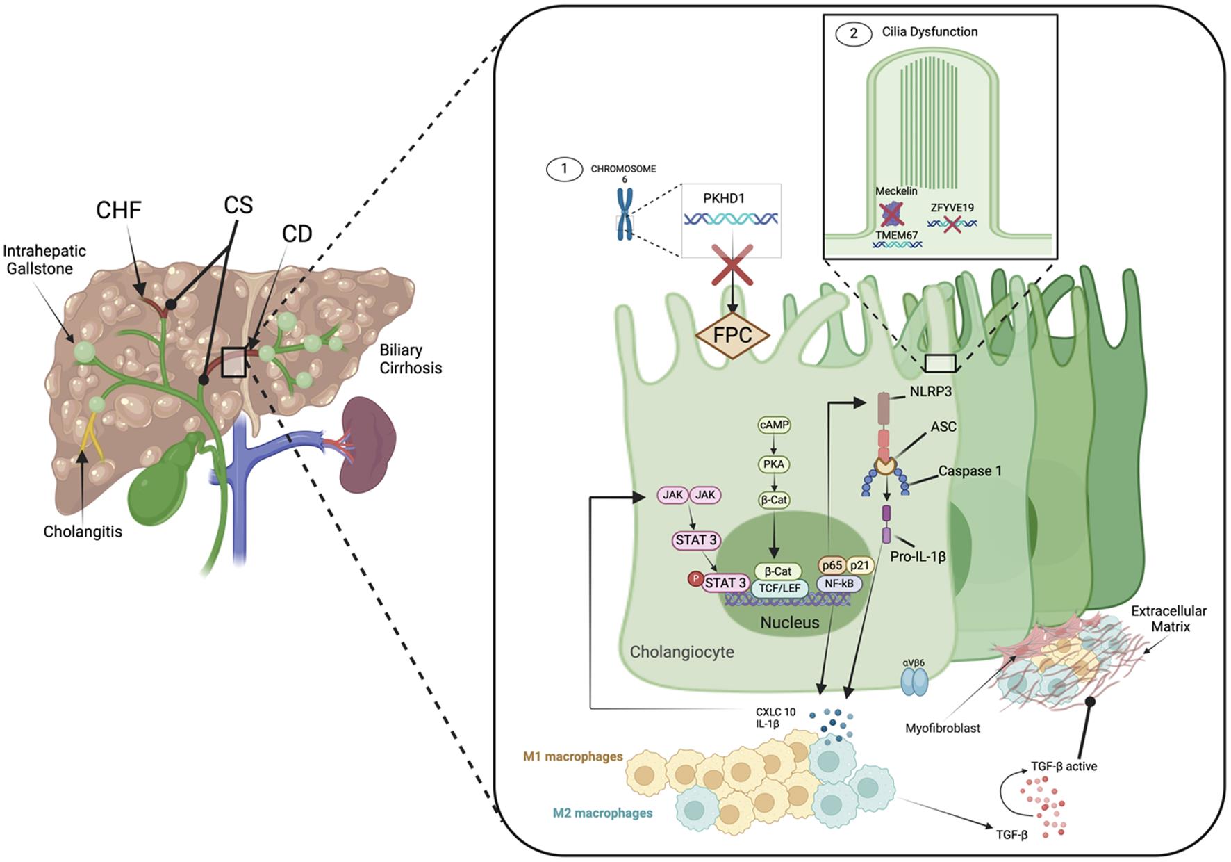 Effects of specific mutations involved in the development of CHF, CD, and CS.