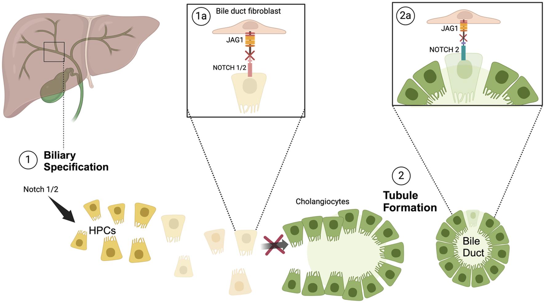 Effects of specific mutations involved in the development of Alagille syndrome.