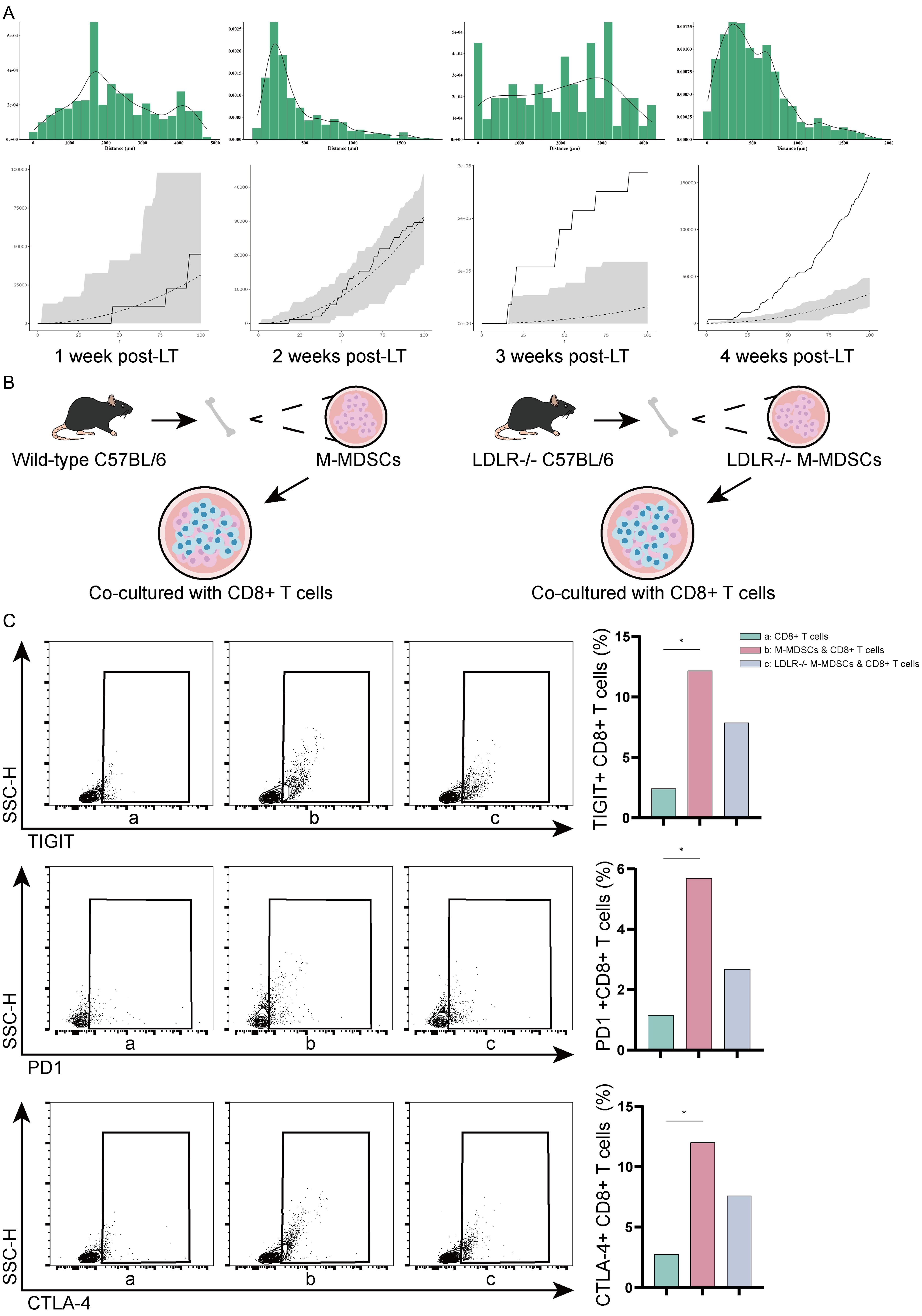 Interactions between LDLR<sup>+</sup> M-MDSCs and CD8<sup>+</sup> T cells.