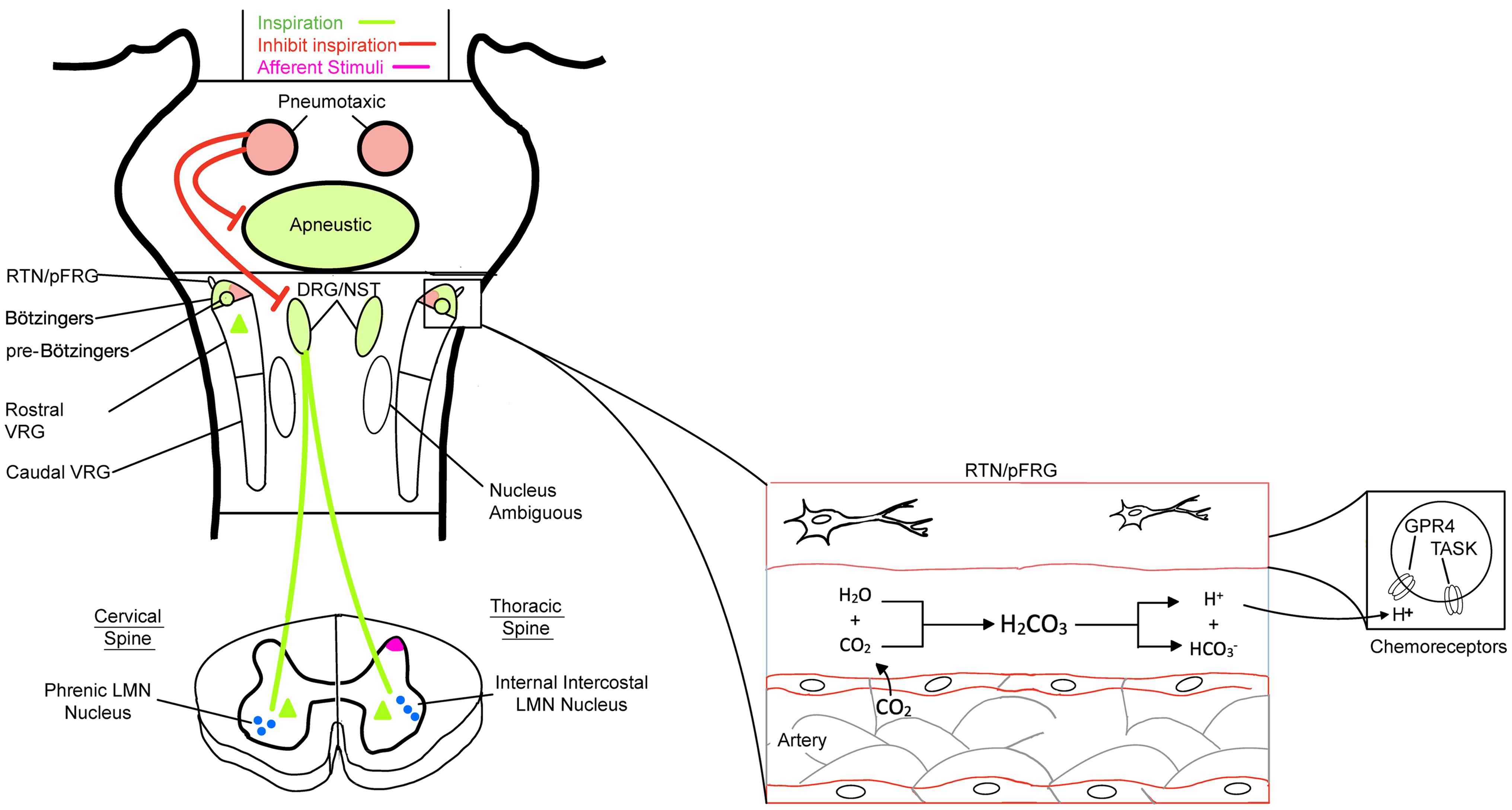 Central respiratory controls and brainstem circuitry.
