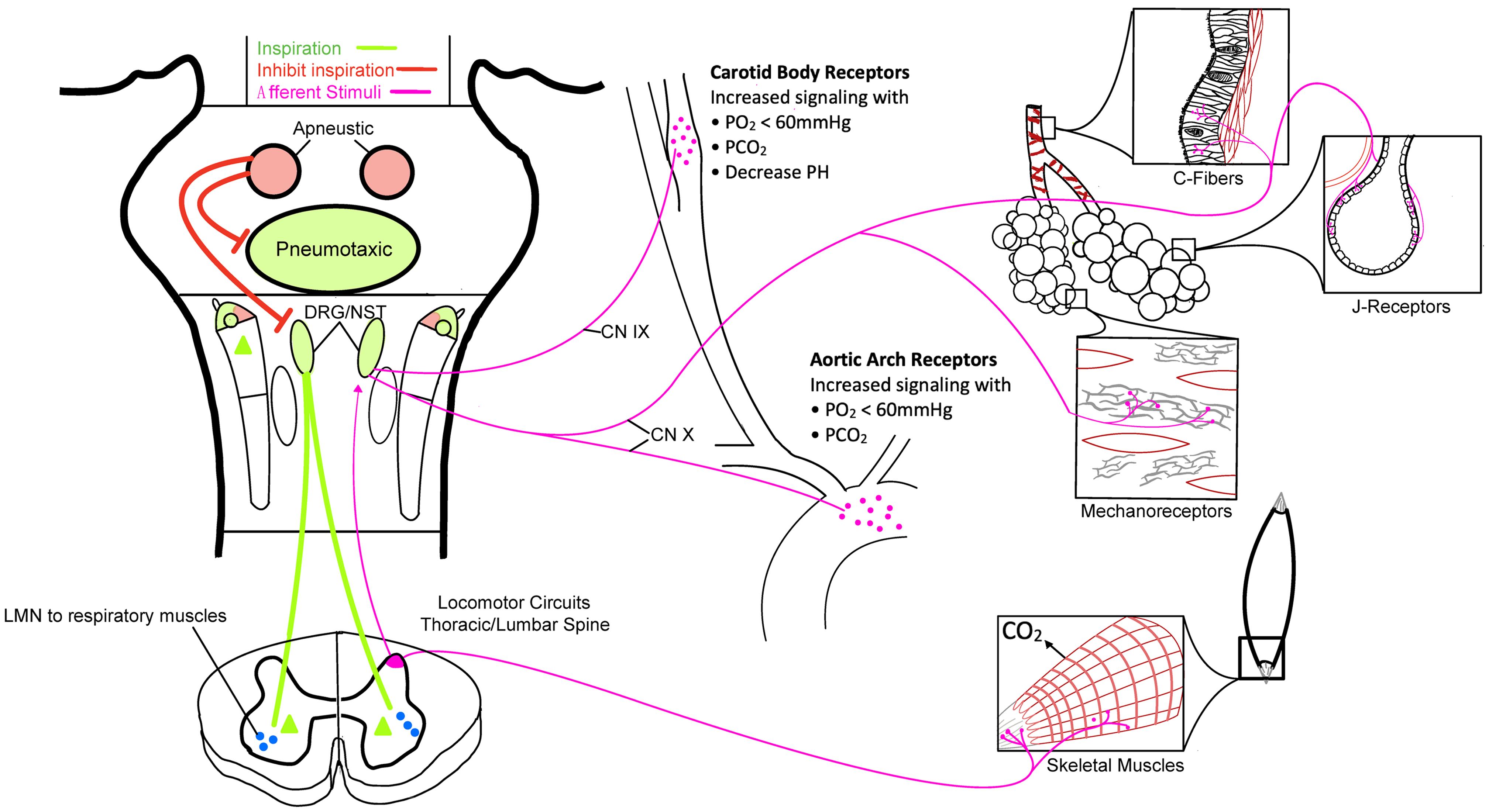 Peripheral respiratory controls and brainstem circuitry.