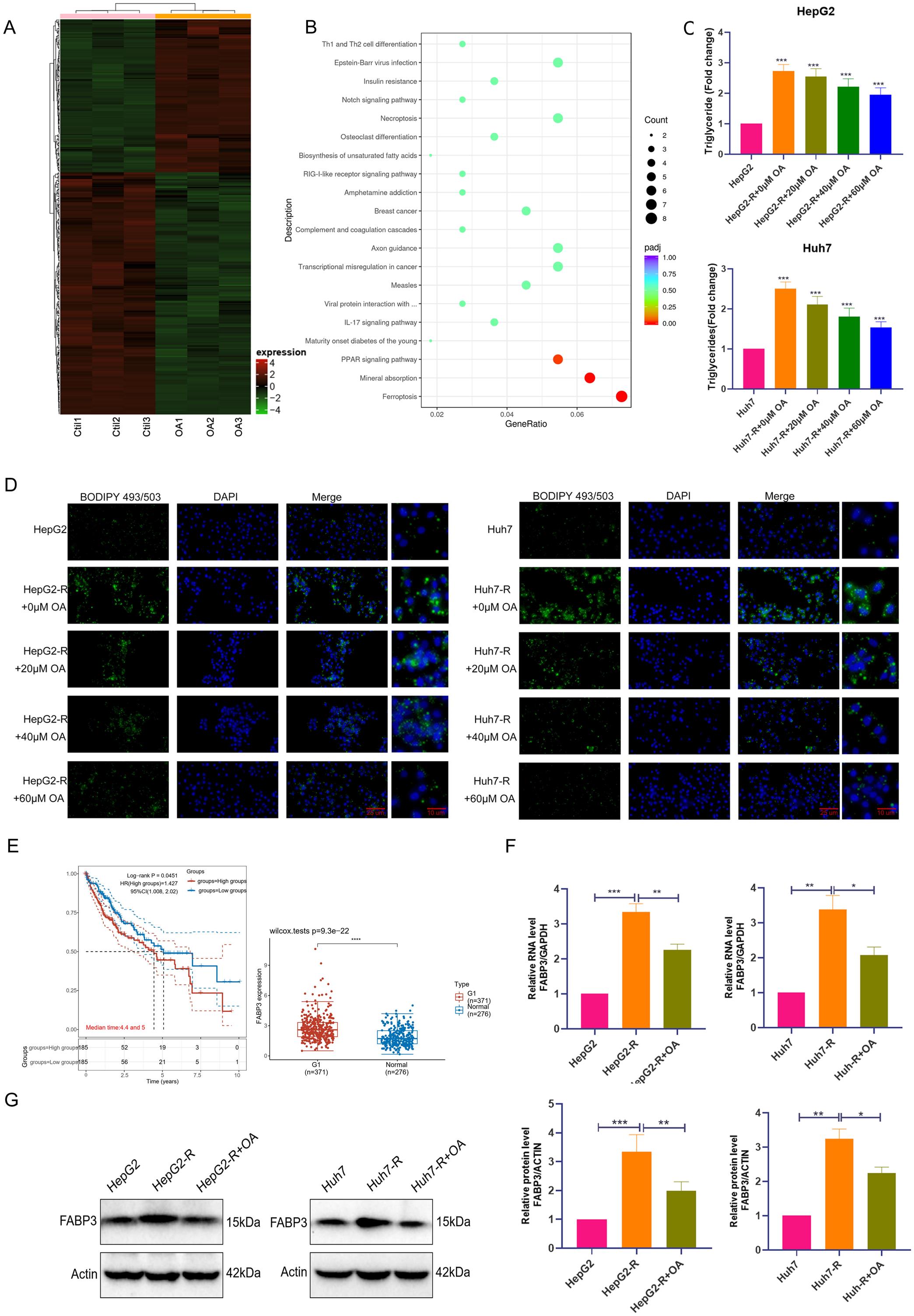 Altered gene expression in sorafenib-resistant HCC regulated by OA.
