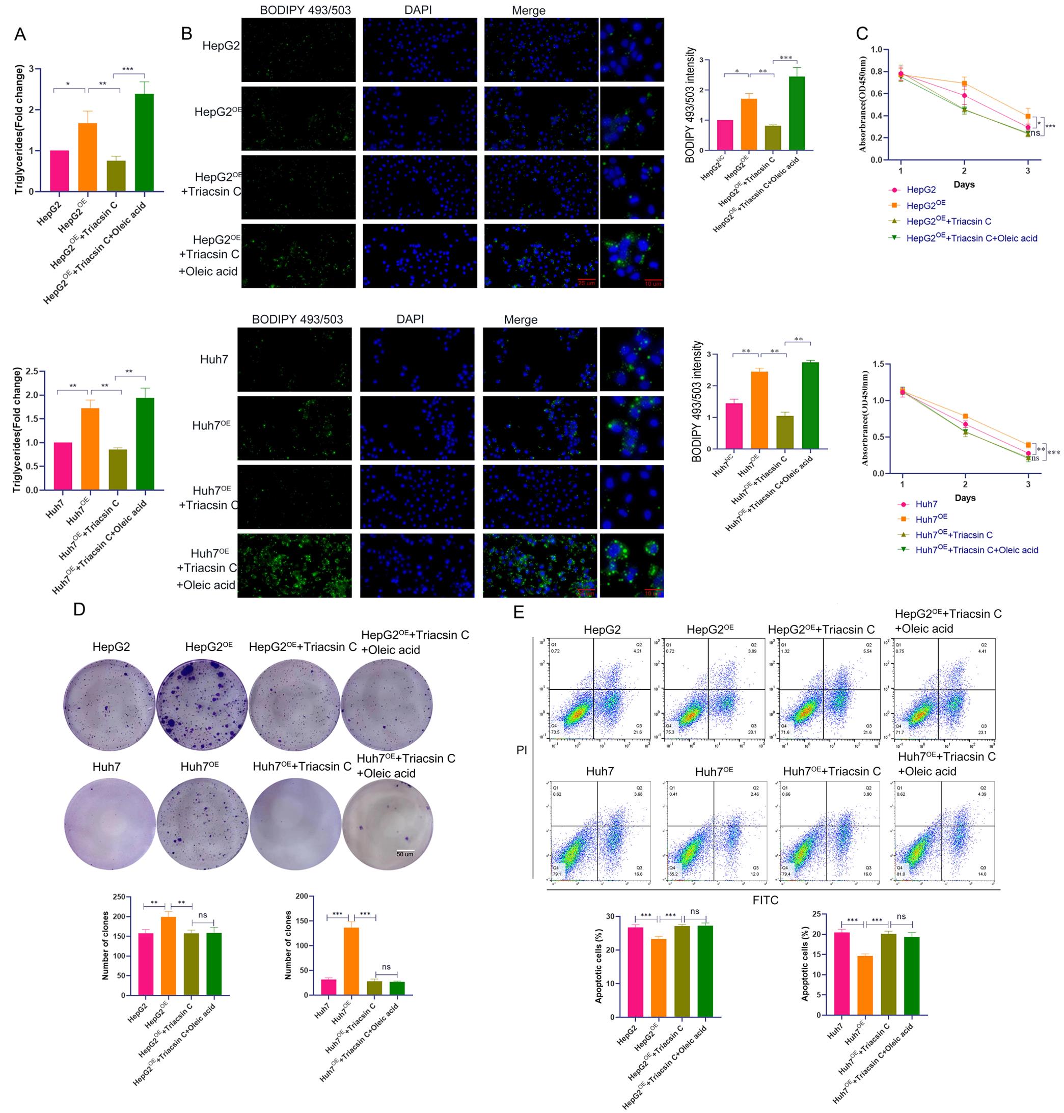 Impact of <italic>fabp3</italic> overexpression on lipid metabolism and sorafenib sensitivity in HCC cells.
