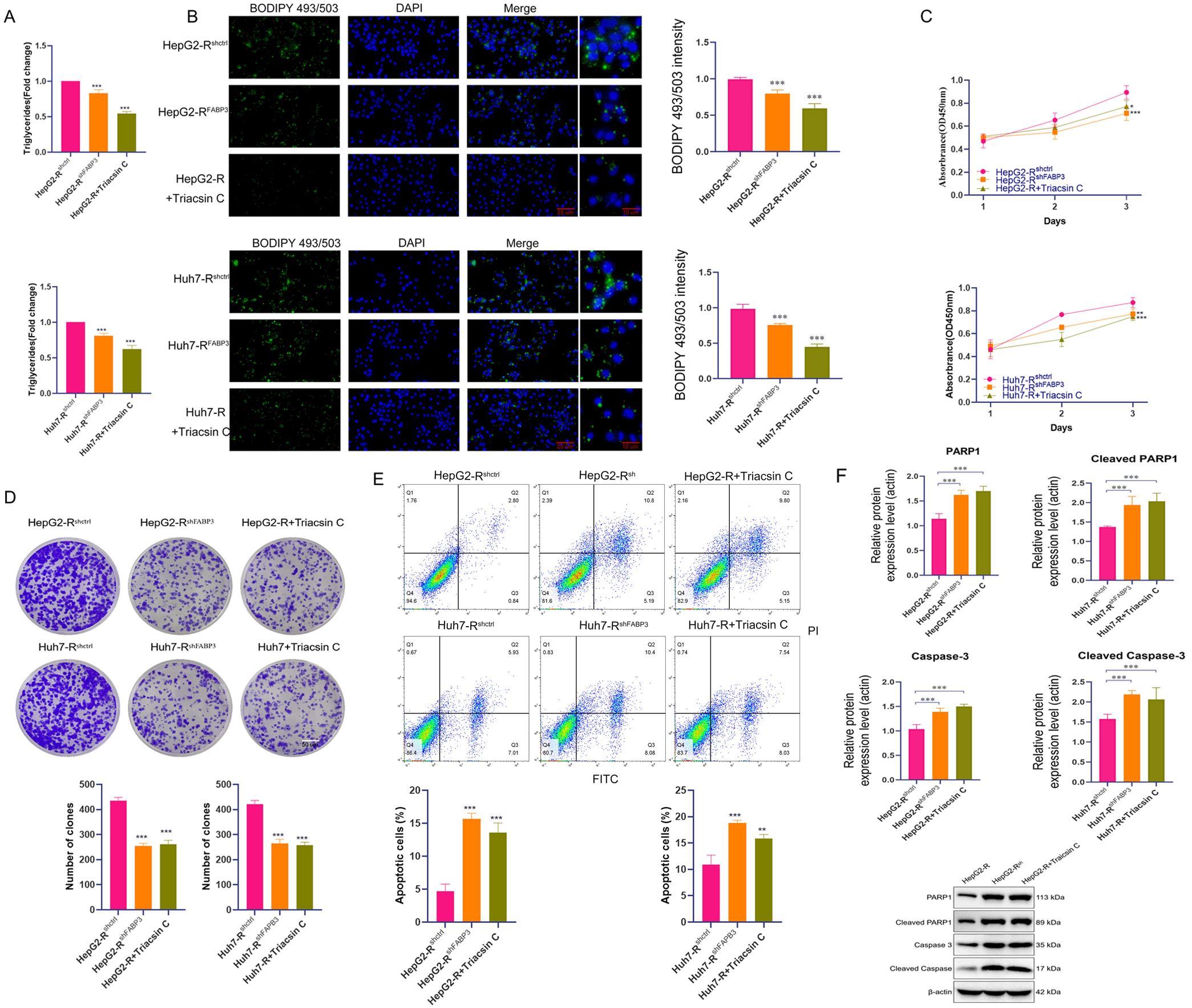 Impact of <italic>fabp3</italic> interference on sorafenib-resistant HCC cells.