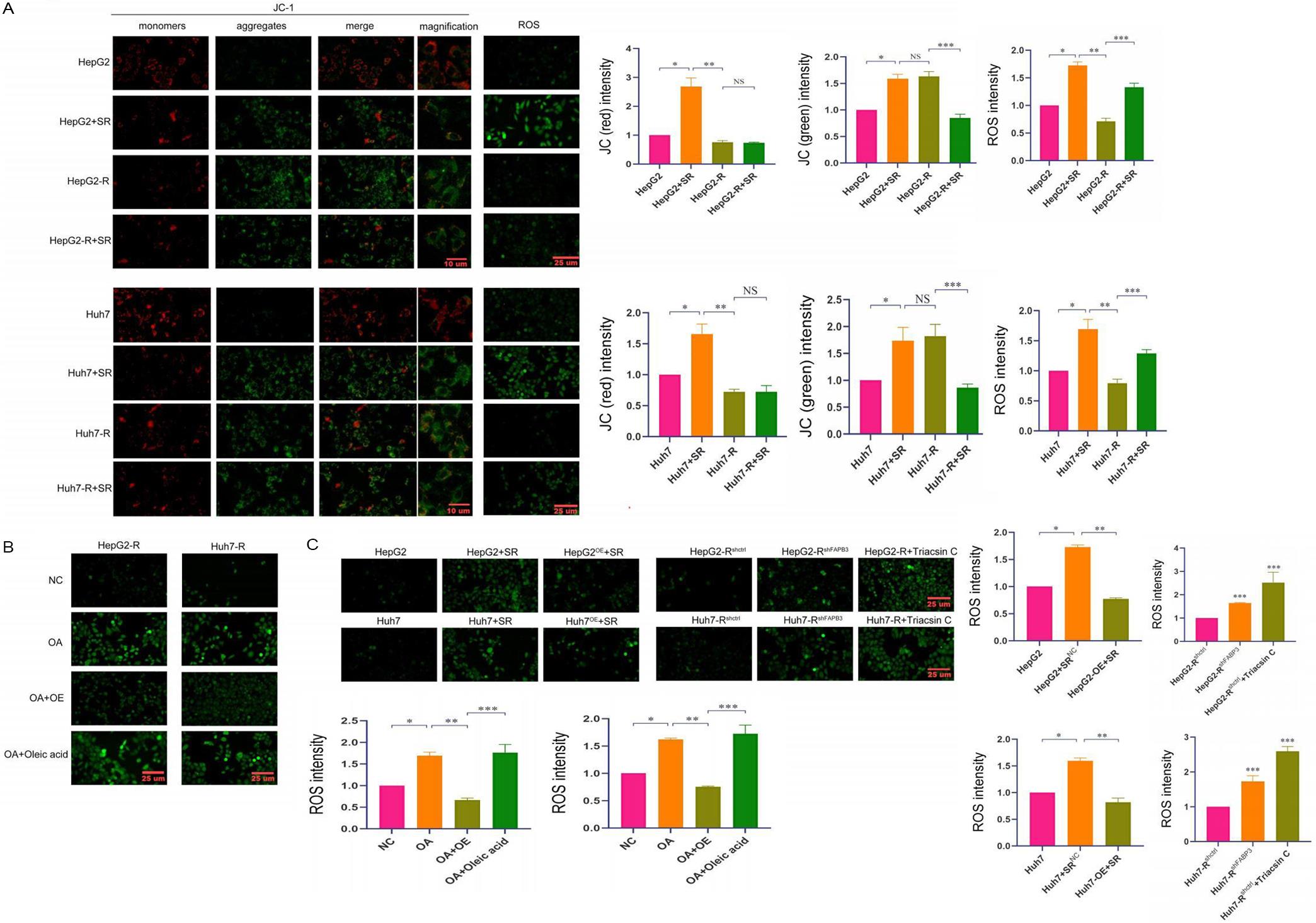 Effects of sorafenib and OA on mitochondrial function in drug-resistant HCC cells.