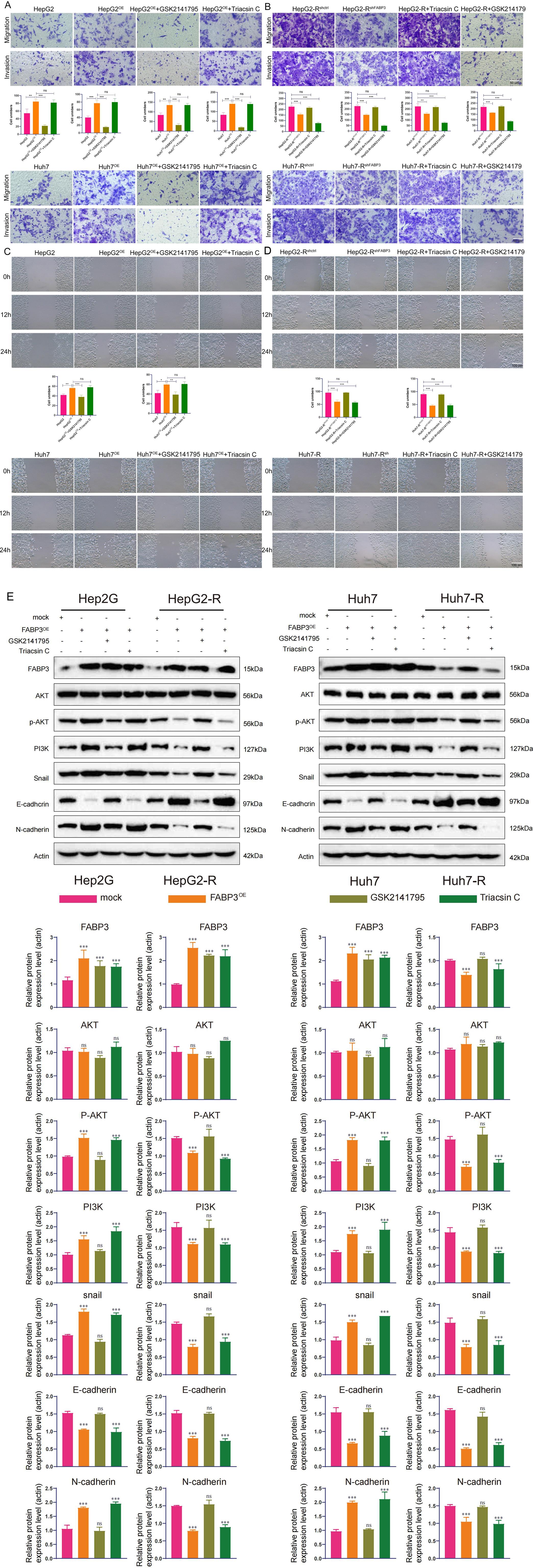 Regulatory role of <italic>fabp3</italic> on migration and invasion abilities of HCC cells.