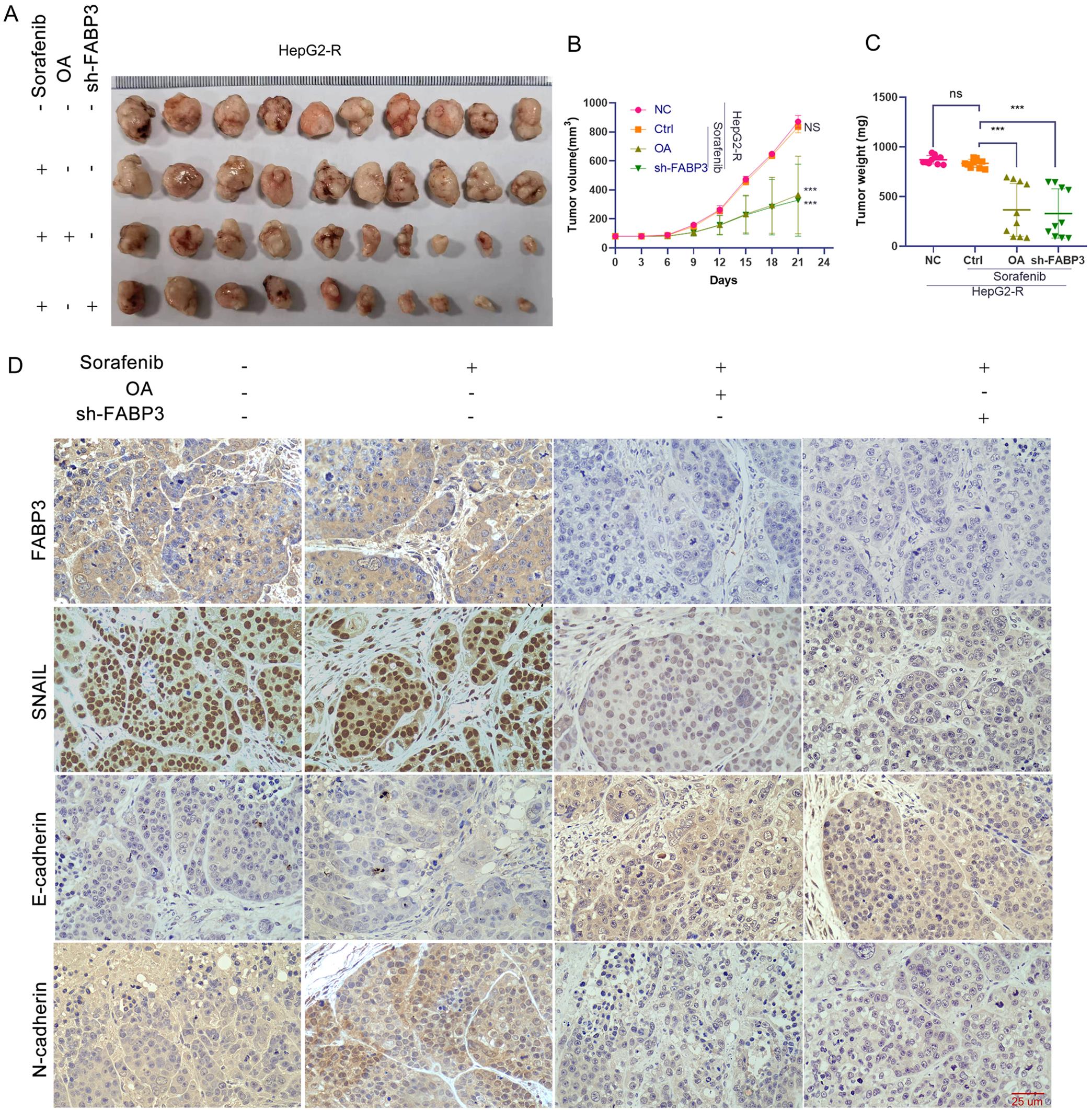 Effects of OA and <italic>fabp3</italic> intervention on xenograft HCC model.