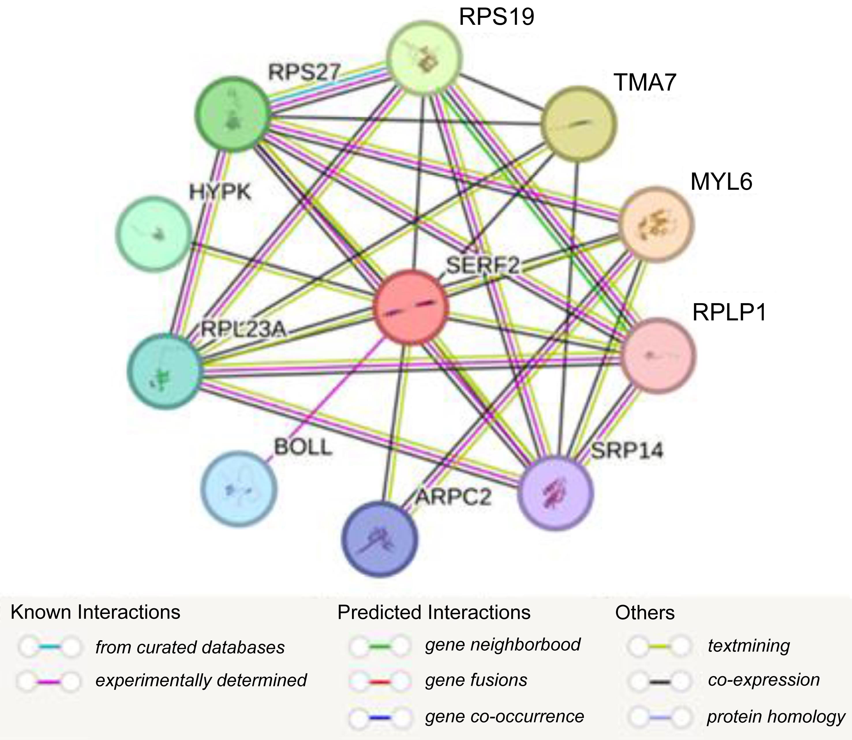 Predicted functional partners of SERF2 according to the STRING database (PPI enrichment <italic>P</italic>-value: 3.92 × 10<sup>−5</sup>).