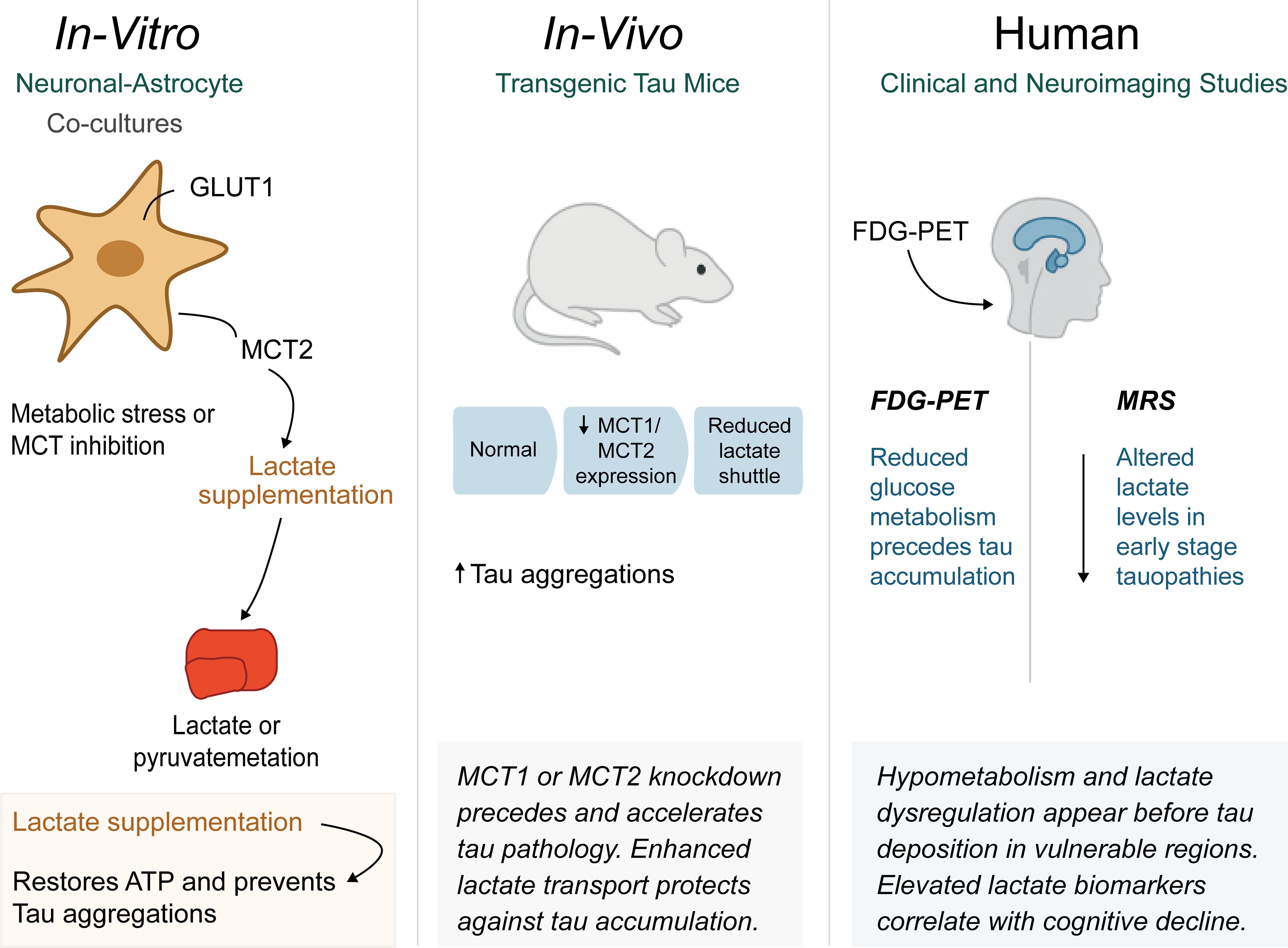 Supporting evidence from multi-dimensional studies for the lactate-tau hypothesis.
