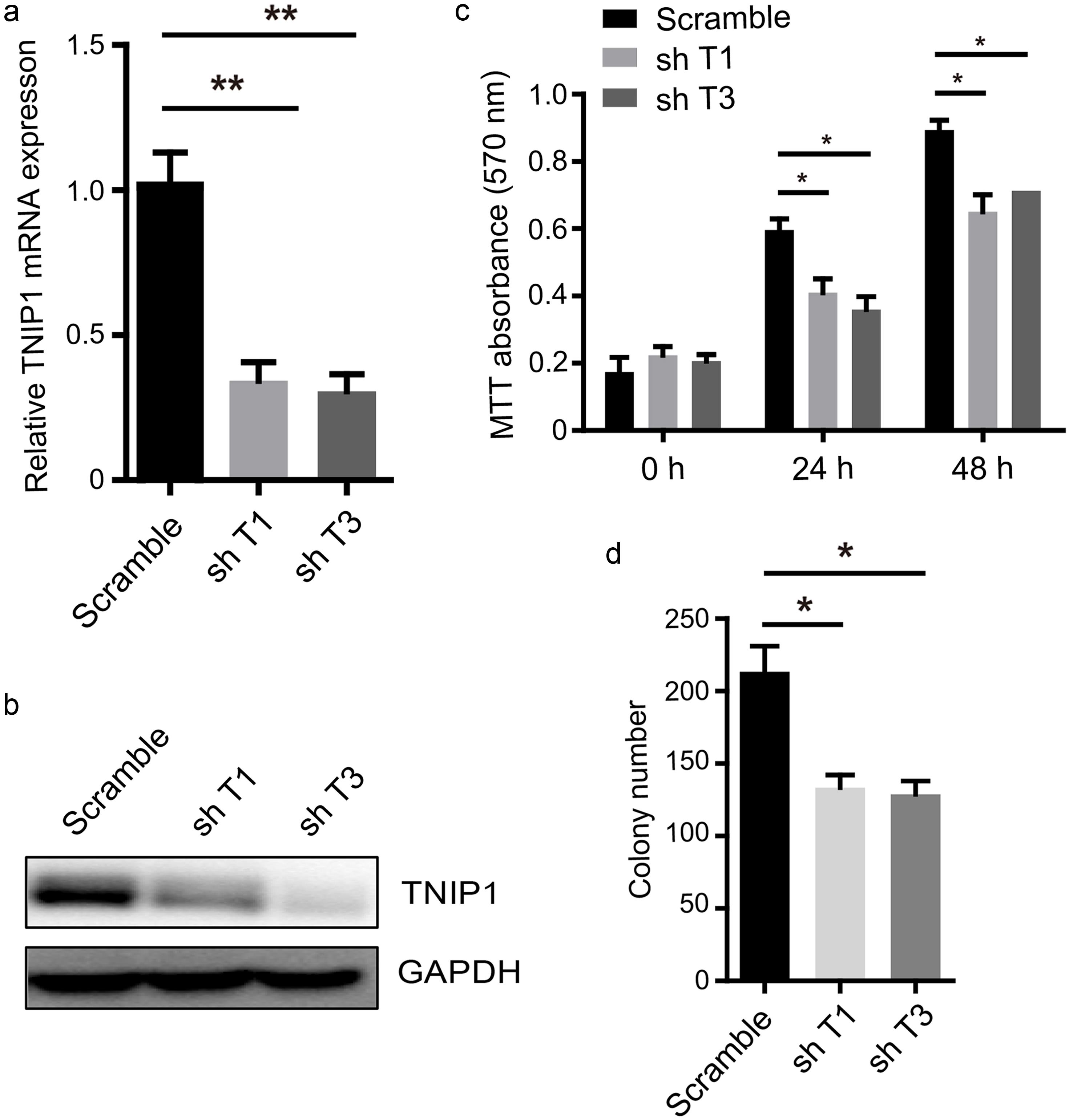 TNIP1 knockdown induced growth arrest in T47D cells.