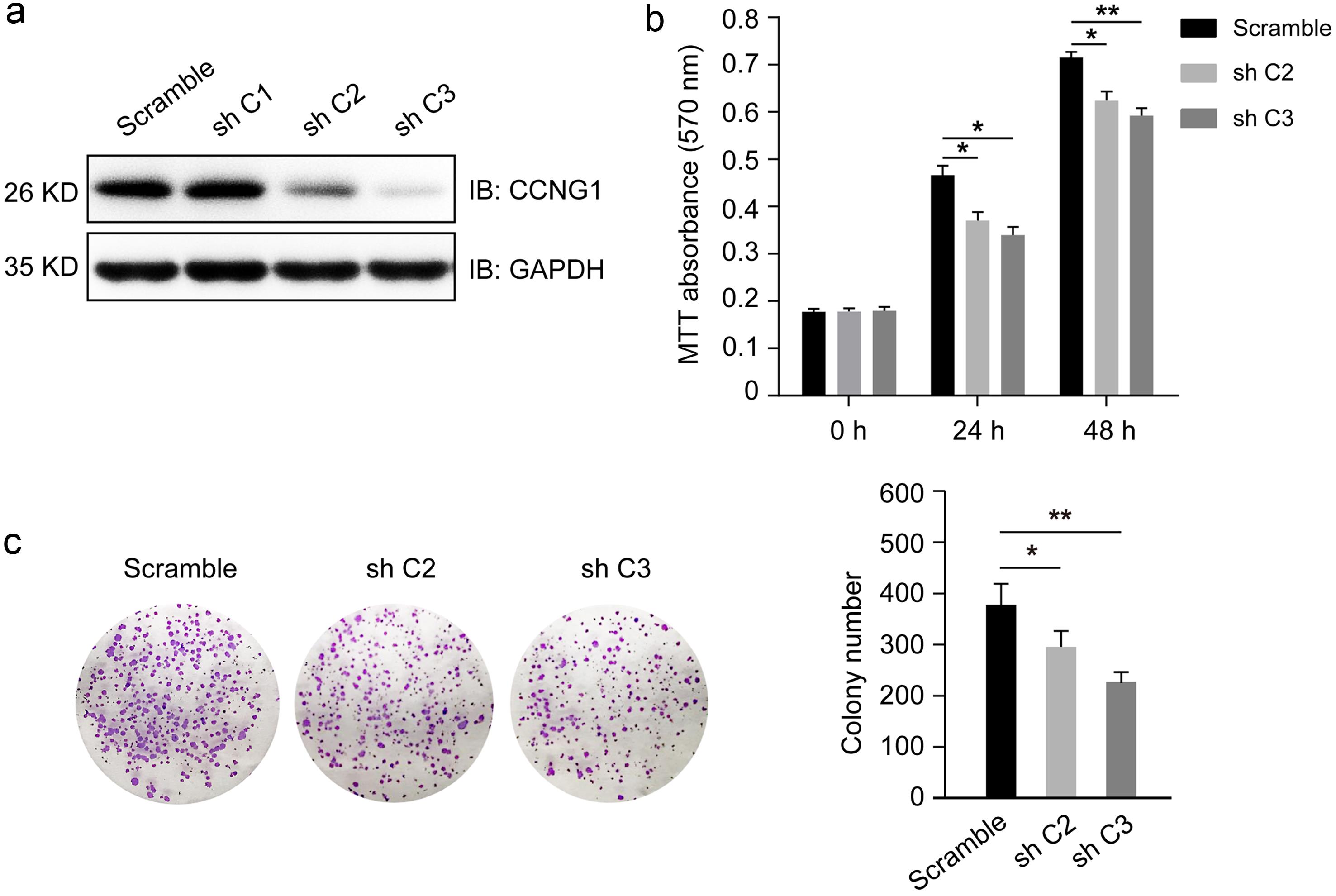 CCNG1 knockdown induced growth arrest in MCF-7 cells.