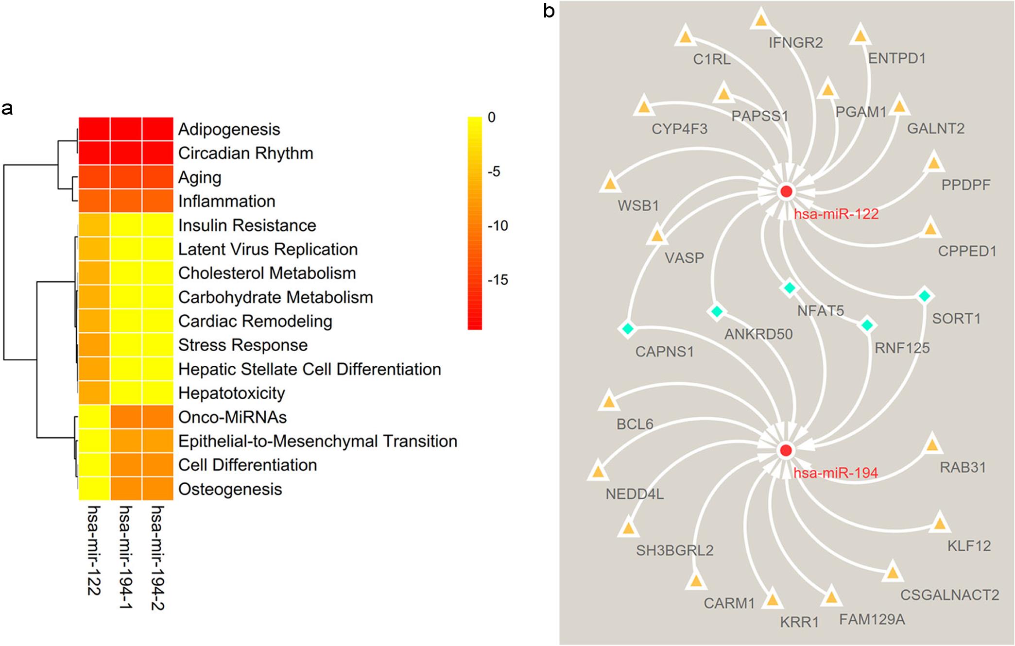 The common microRNAs-shared genes analysis.