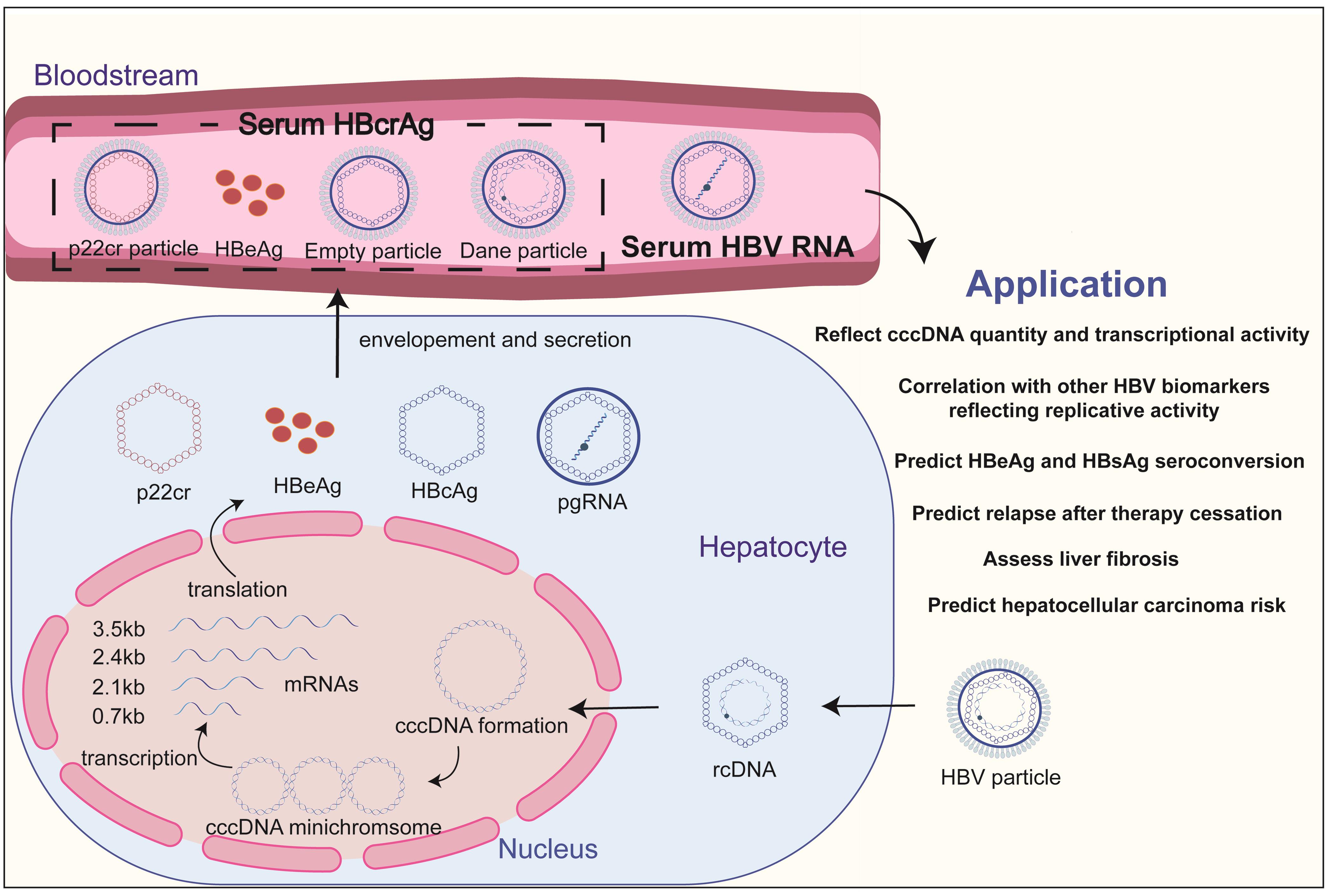 Production and clinical application of Serum HBV RNA and HBcrAg.