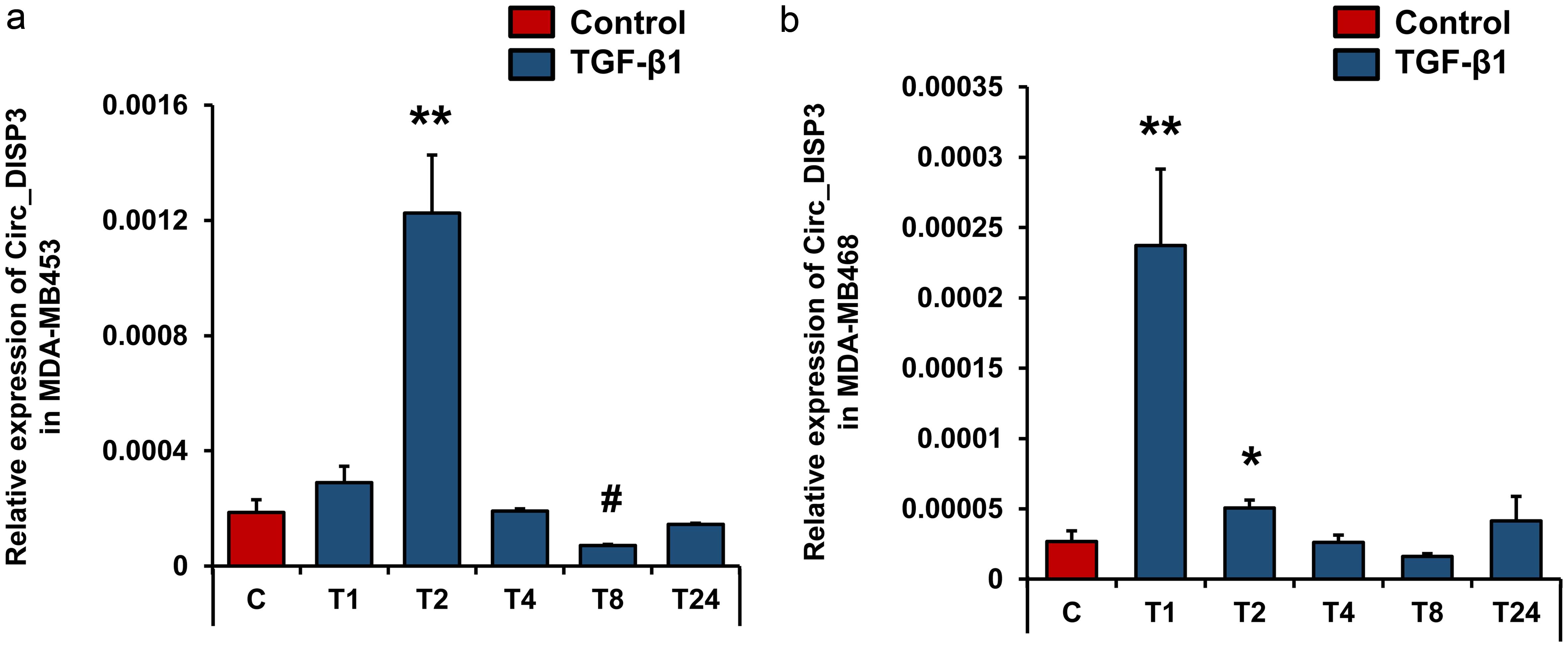 TGF-β1 regulated the expression of circ_DISP3 in MDA-MB453 and MDA-MB468 cells.