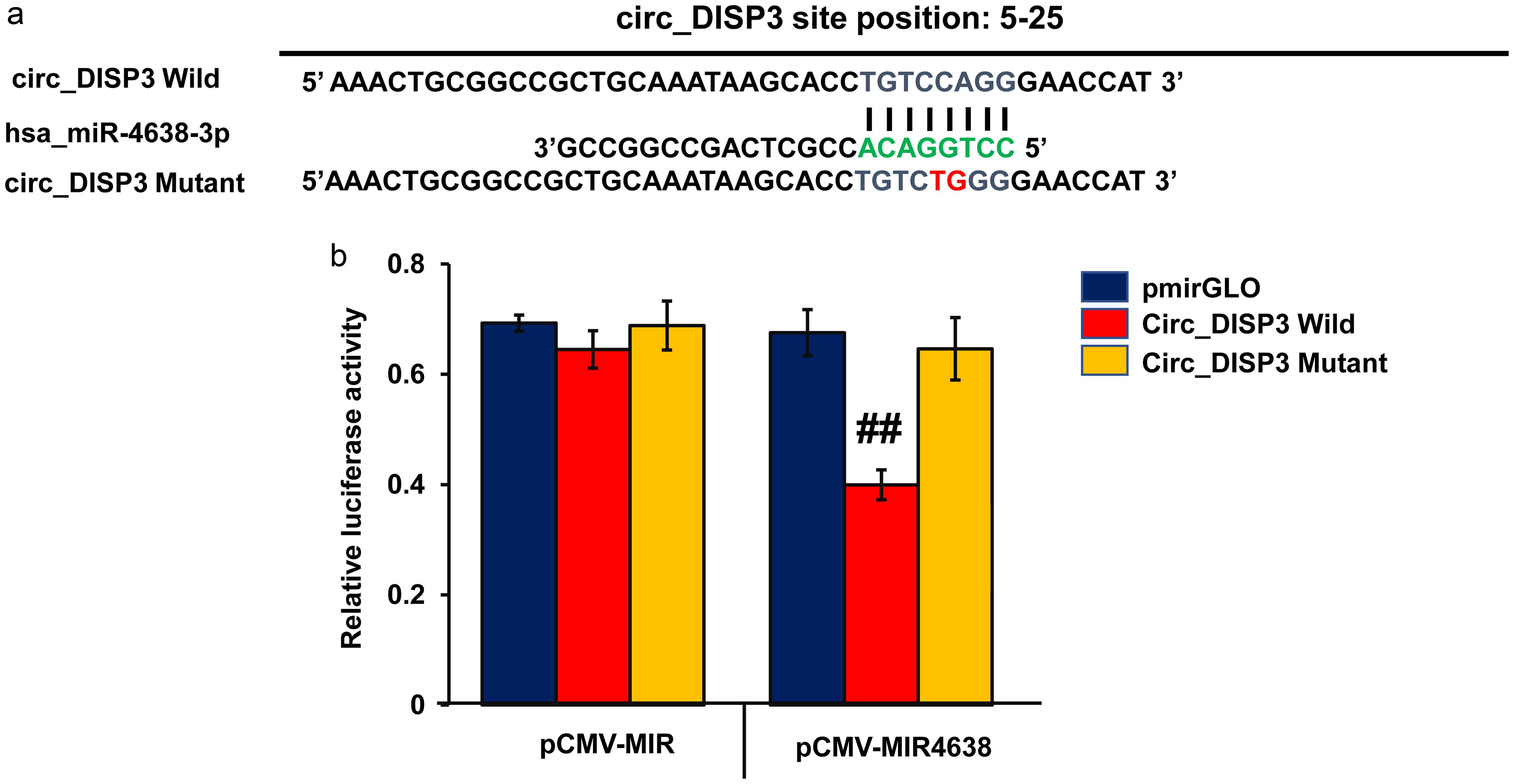 Direct targeting of miR-4638-3p with circ_DISP3 in MDA-MB231 cells.