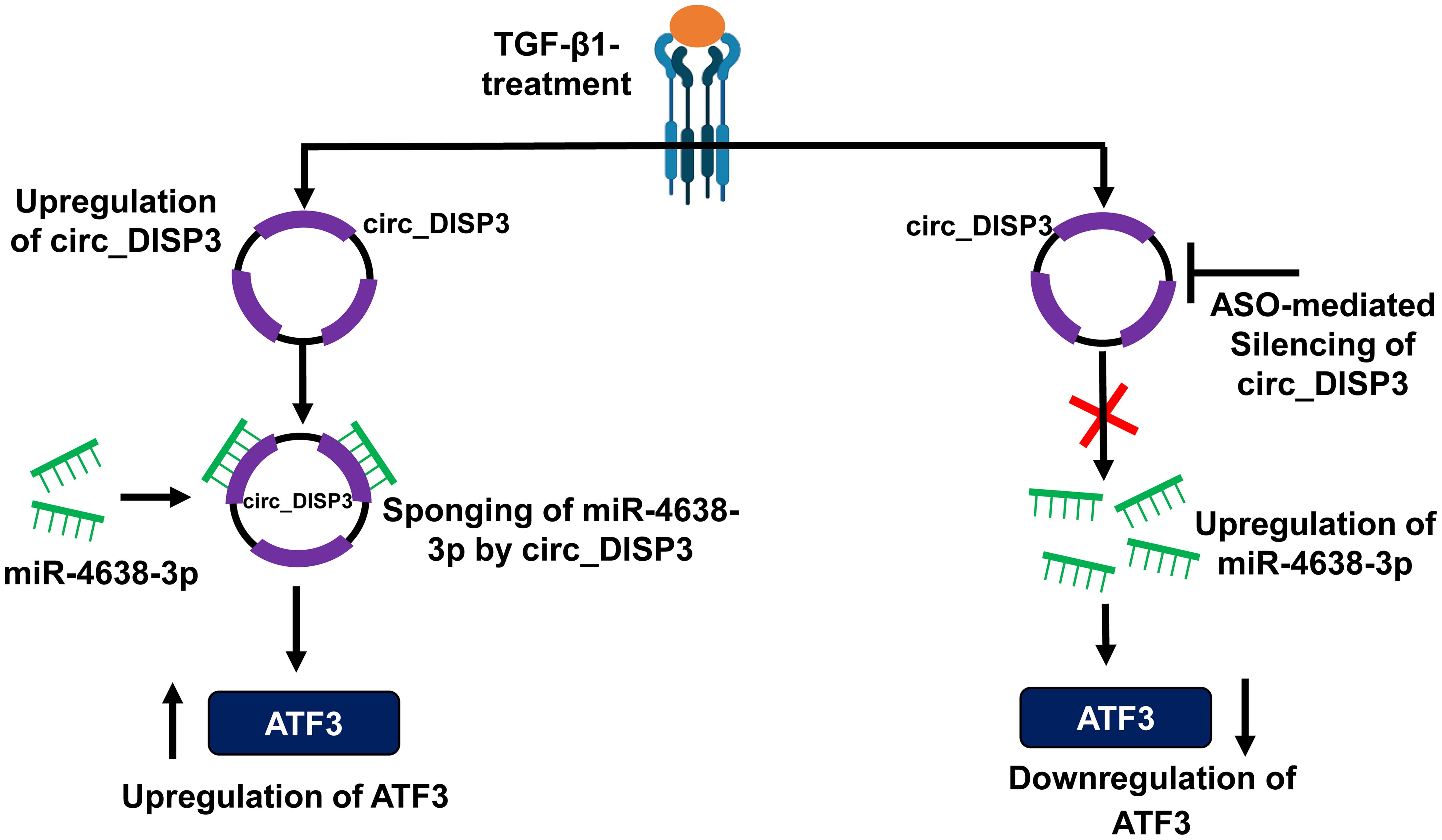 Schematic representation of TGF-β1-mediated ATF3 expression in hBC cells.