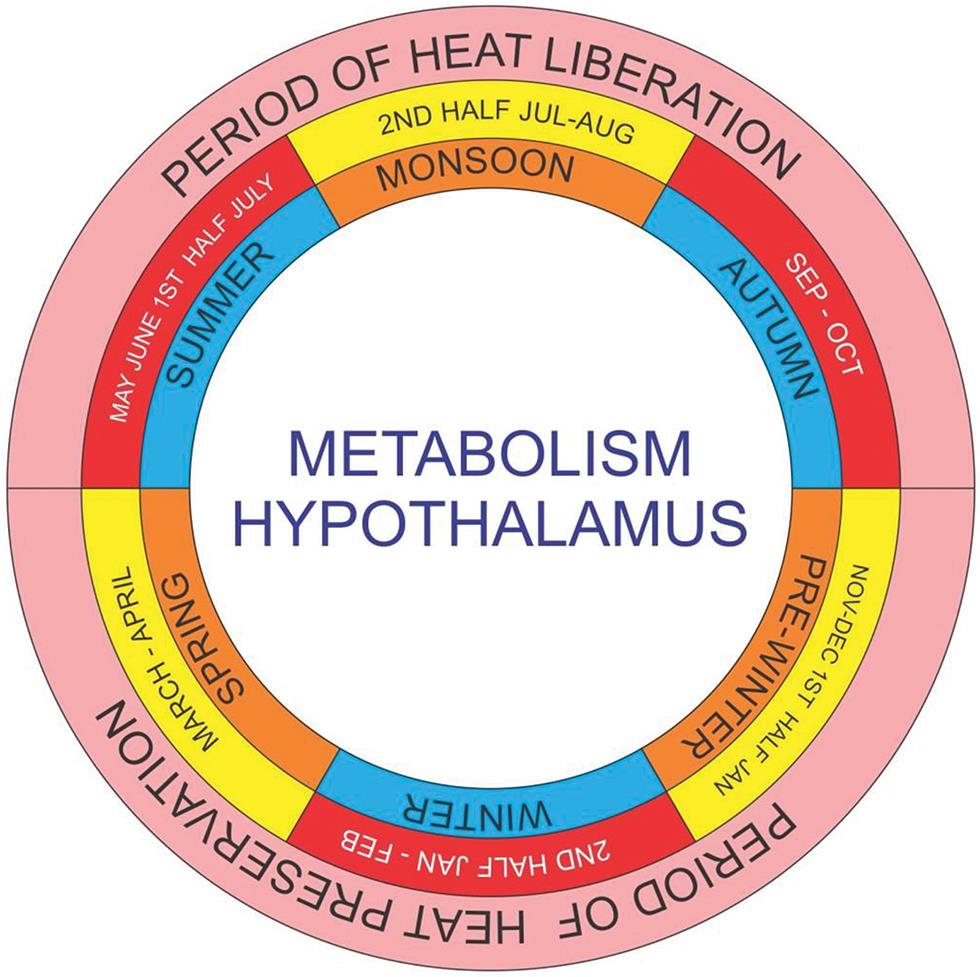 State of metabolism during different months set by hypothalamus.