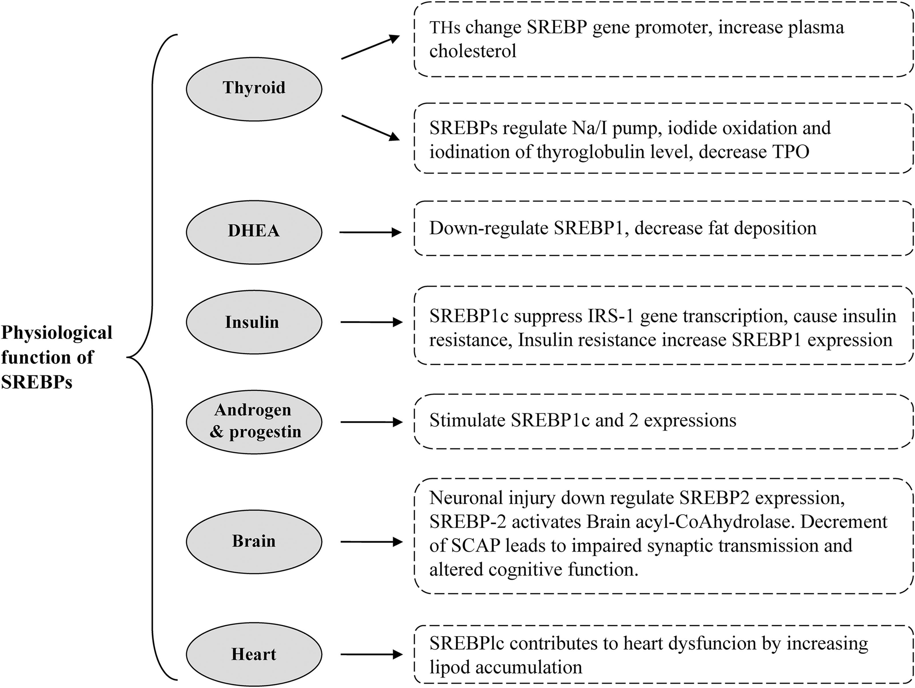 Schematic diagram of the physiologic function of SREBP in several organs.