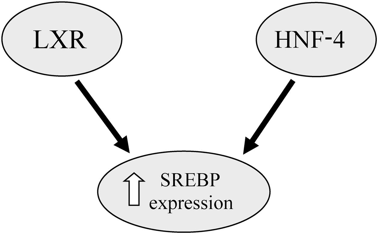 Diagram of the interaction between SREBP and transcription factors.