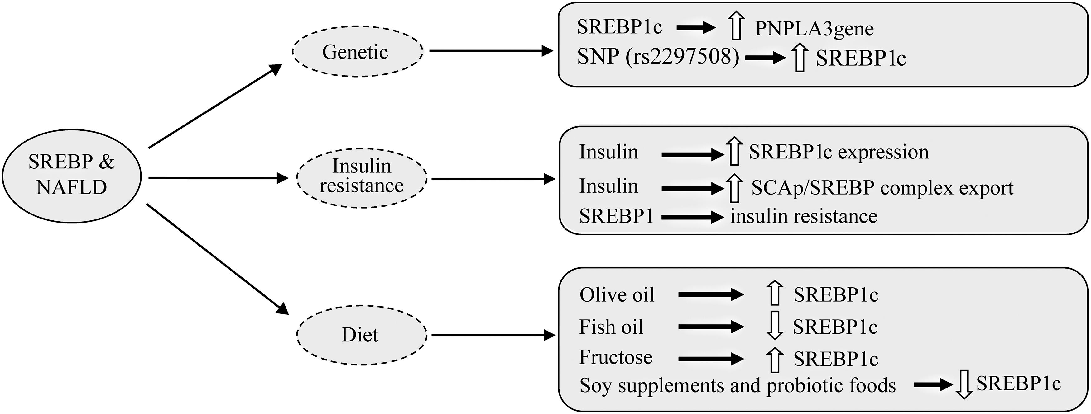Diagram of the involvement of SREBPs in nonalcoholic fatty liver disease.