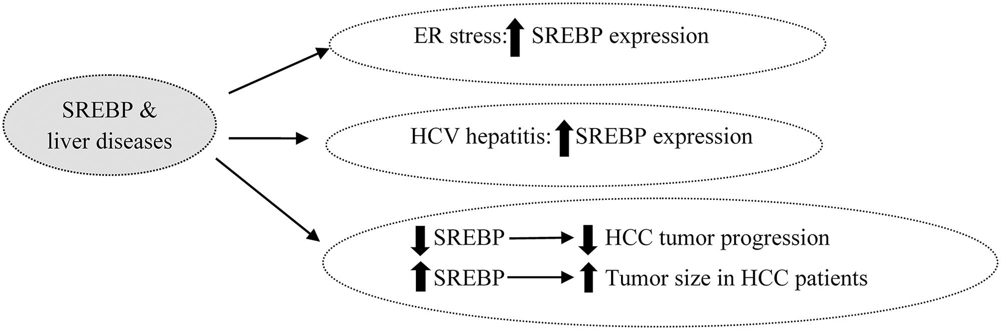 Diagram of the role of SREBPs in endoplasmic reticulum stress, hepatitis C virus infection and hepatic cancer.