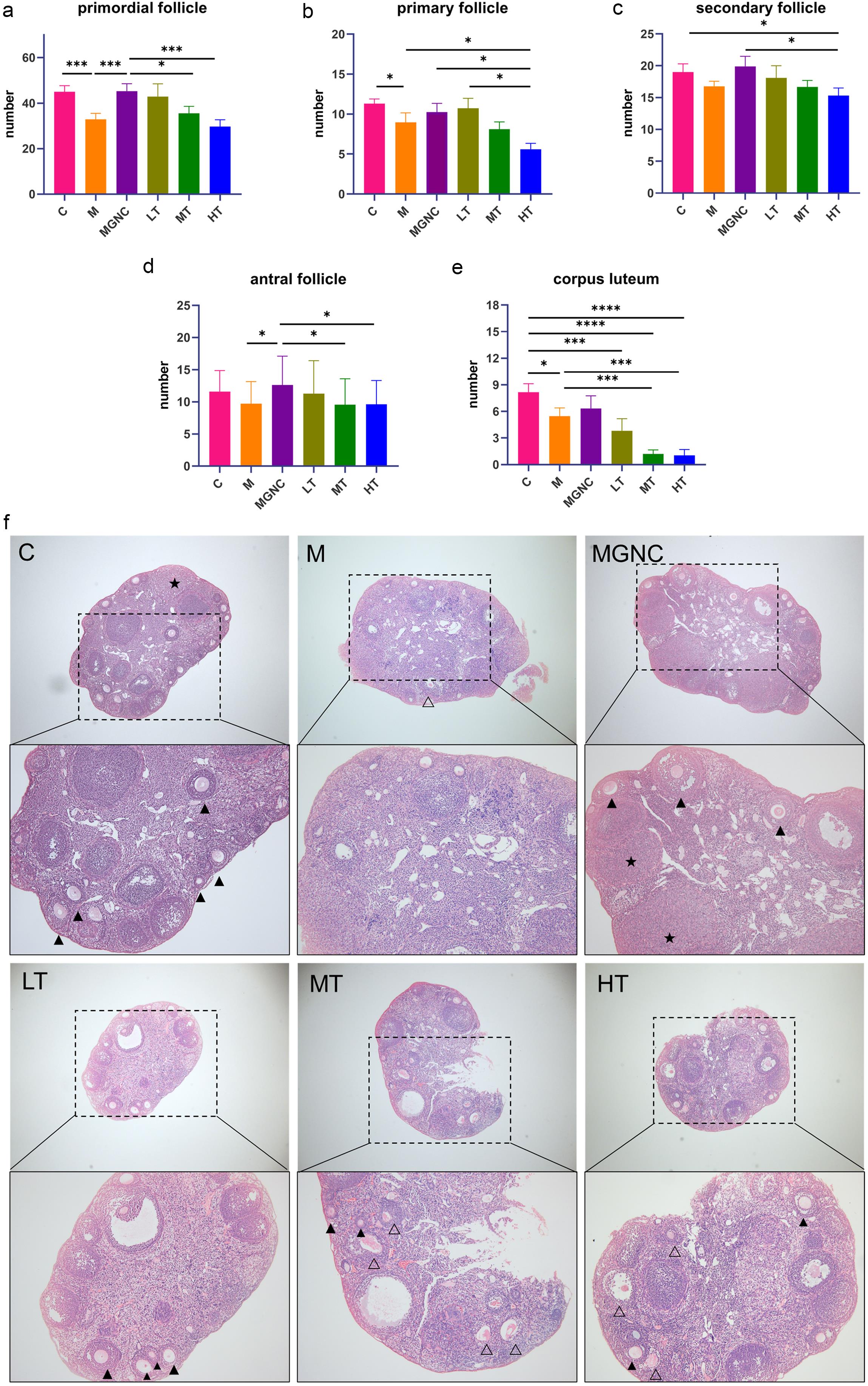 The effects of MGNC and androgen treatment on the ovarian reserve in a chronic stress-induced diminished ovarian reserve model.