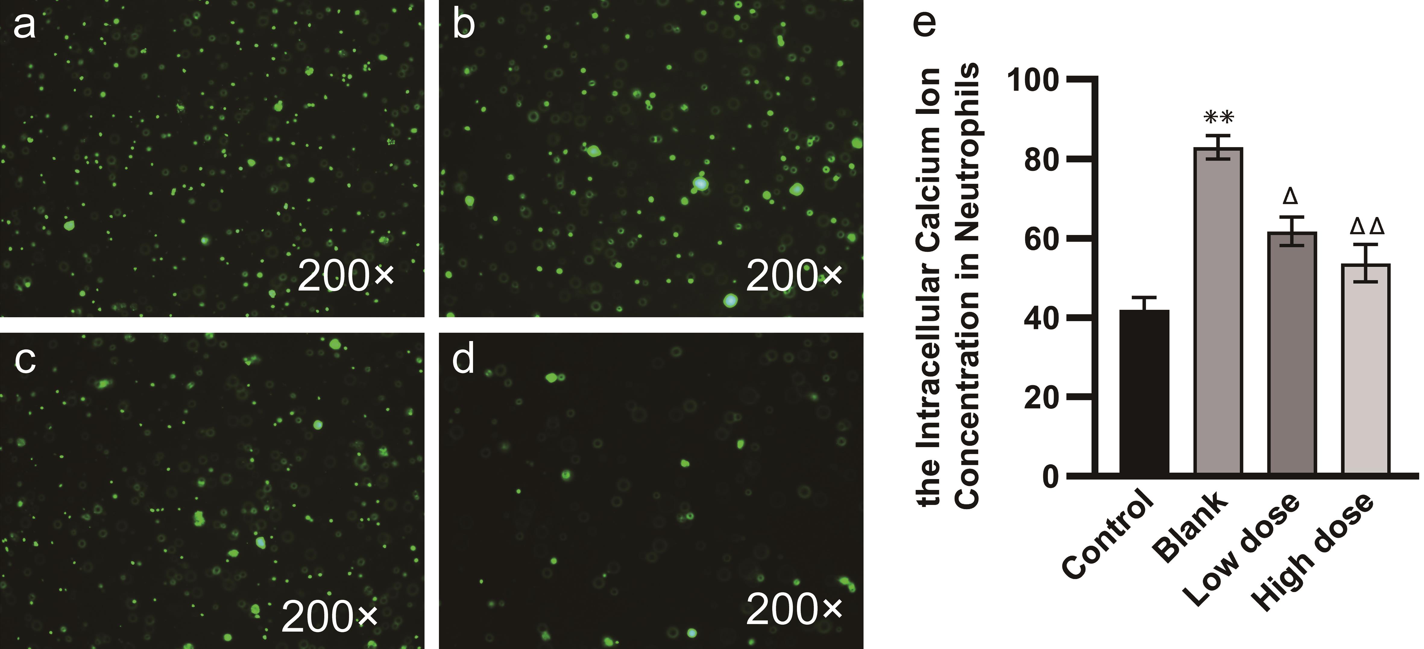 Calcium ion concentration in neutrophils of each group.