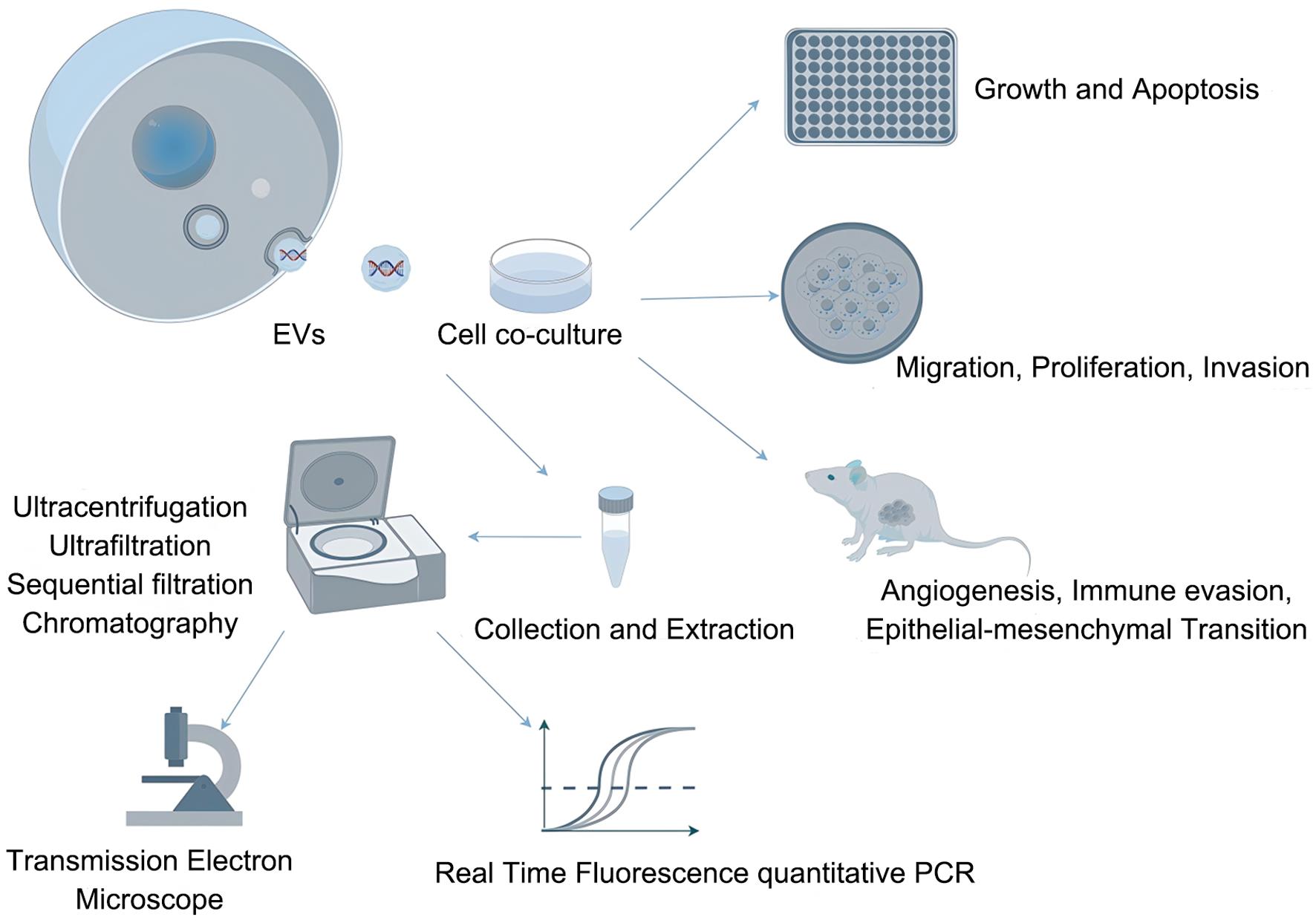 The role of EVs in HCC progression and early diagnosis.