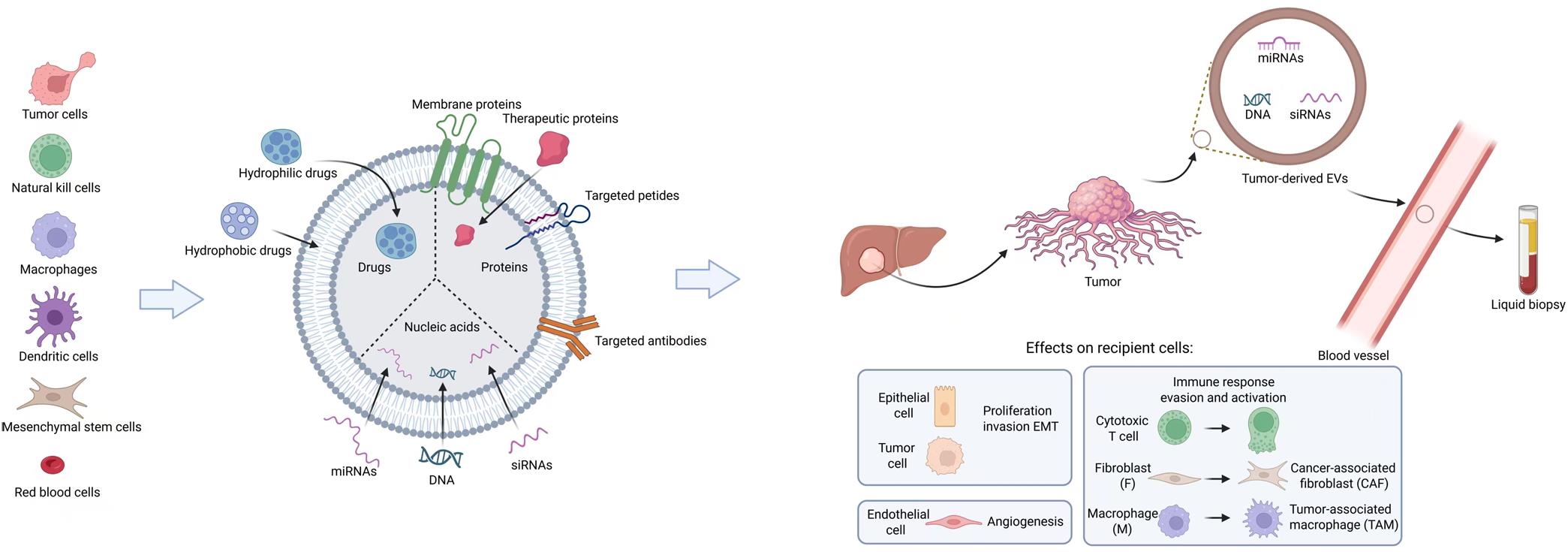 Molecular mechanisms by which tumor-derived EVs regulate the HCC tumor microenvironment.