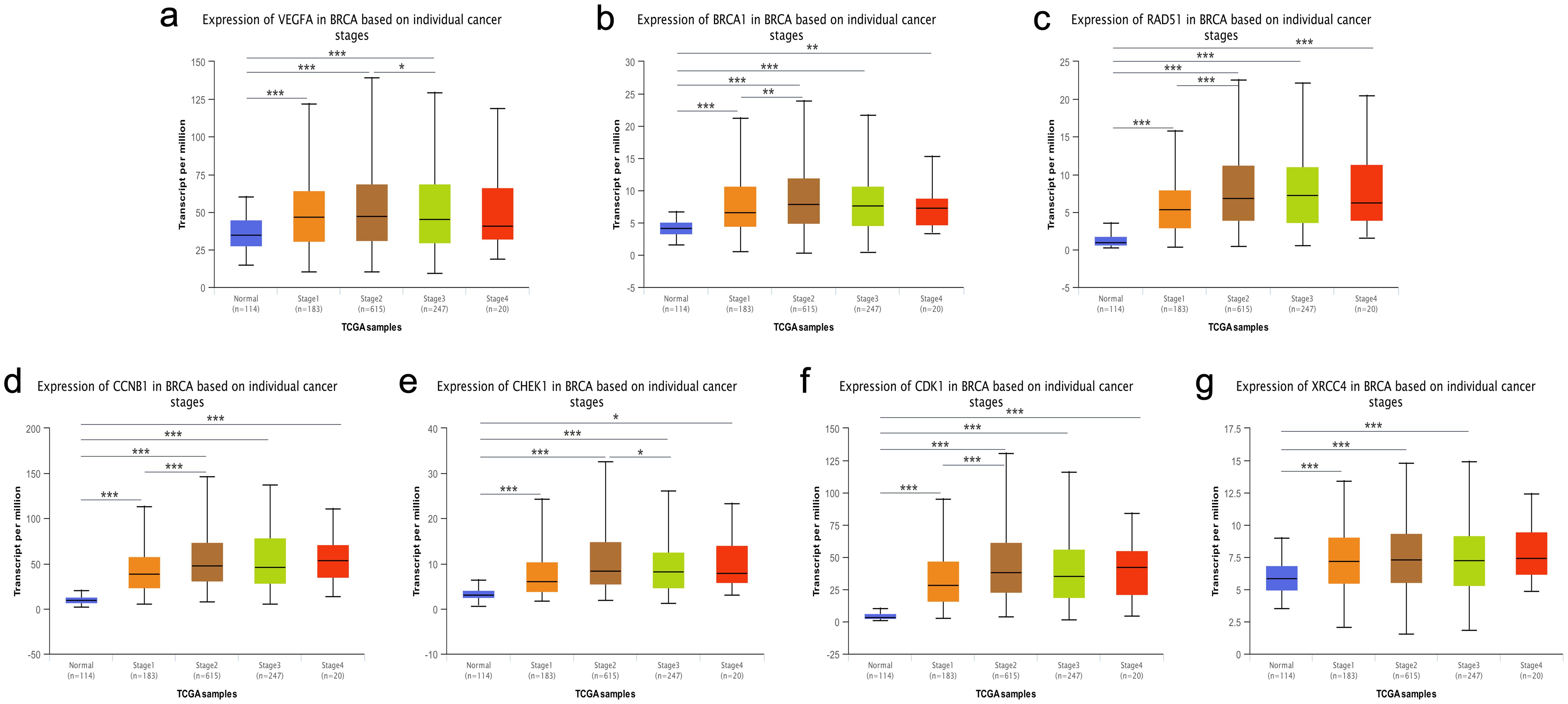 Relative expression of seven genes in normal tissues and BC tissues with different stages.