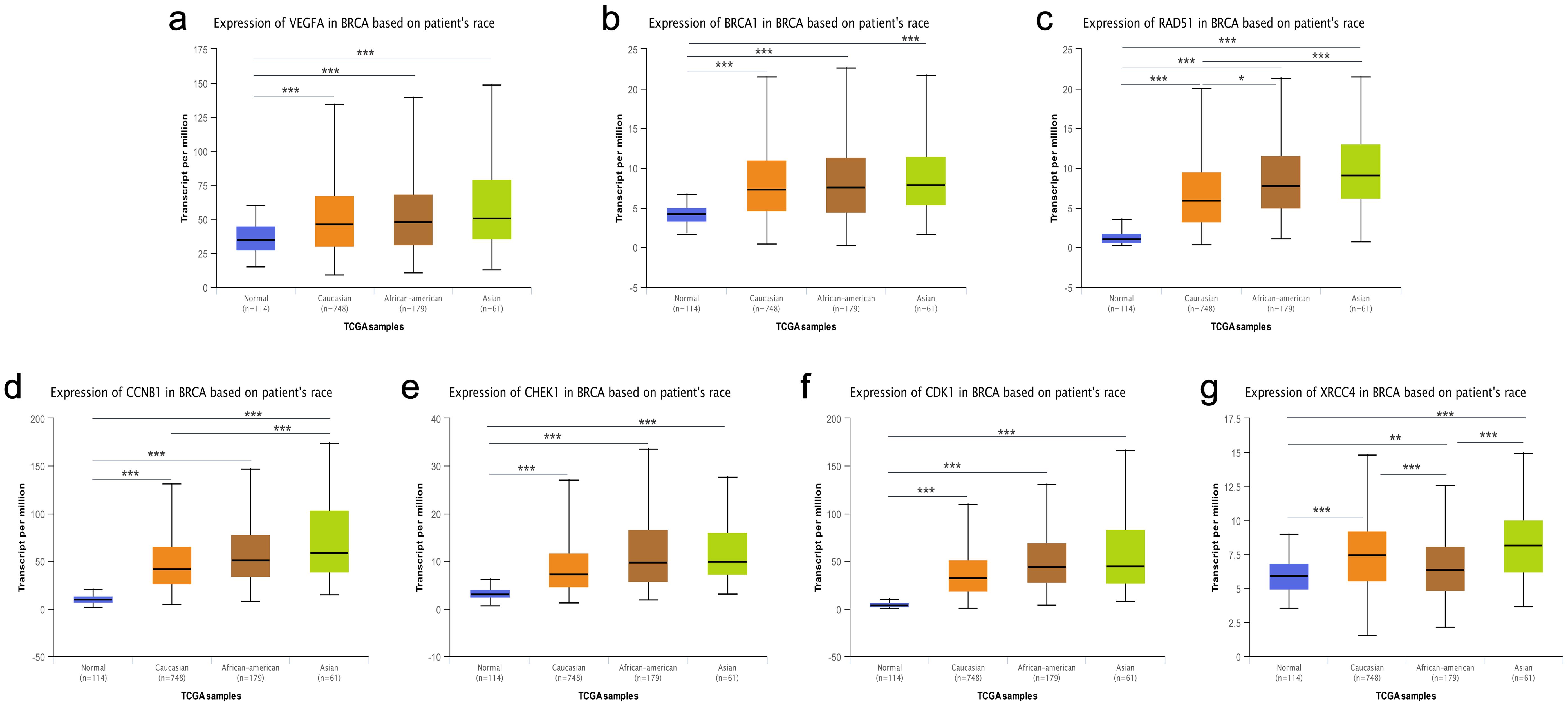 Relative expression of seven genes in normal tissues and BC tissues from different races.