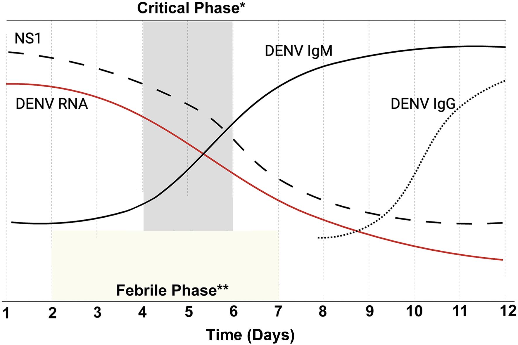 A time course of fever, antigens, and antibodies in typical dengue infection.