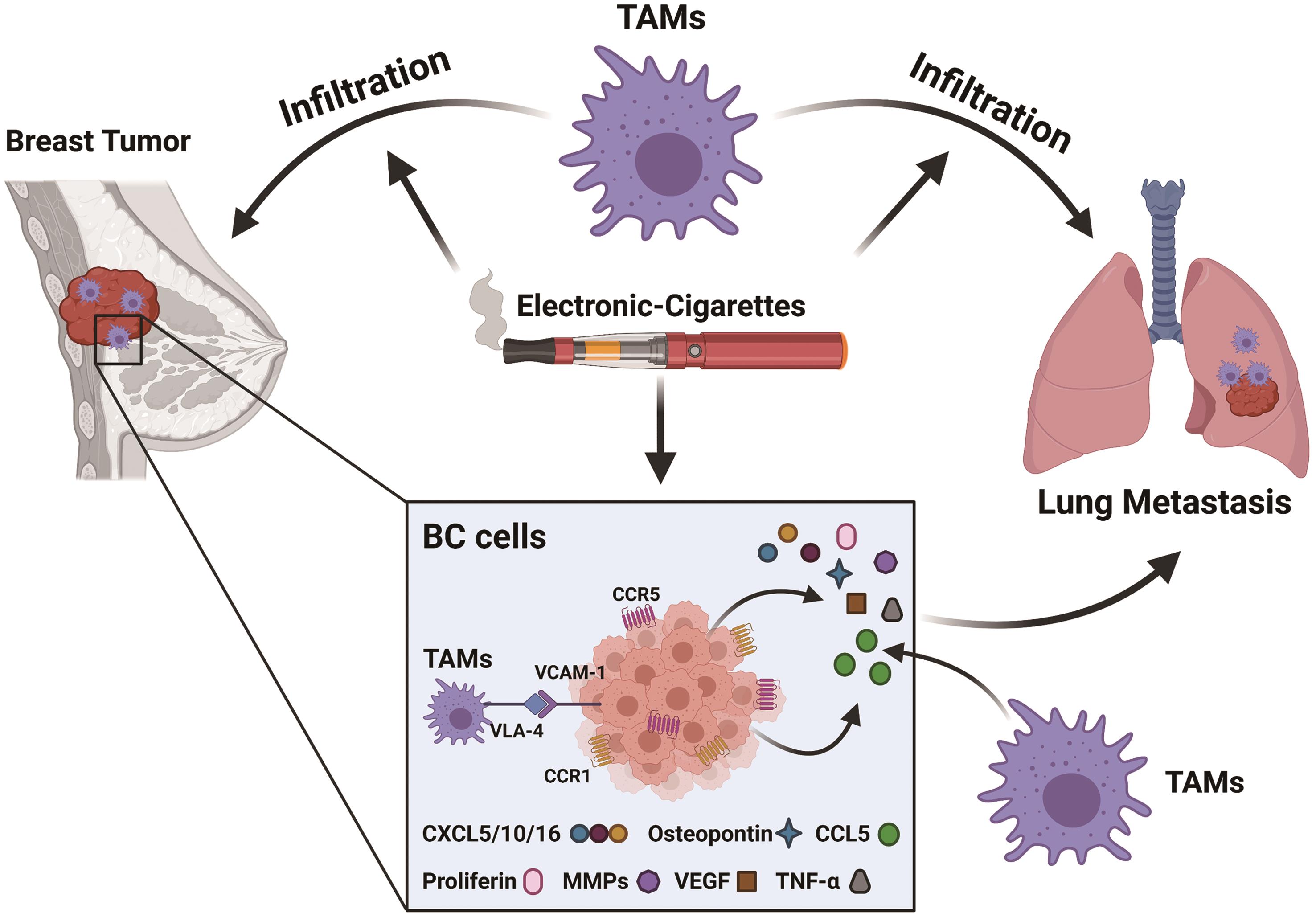 The schematic mechanisms of E-cigarettes (E-cig) that promotes breast cancer (BC) growth and lung metastasis.