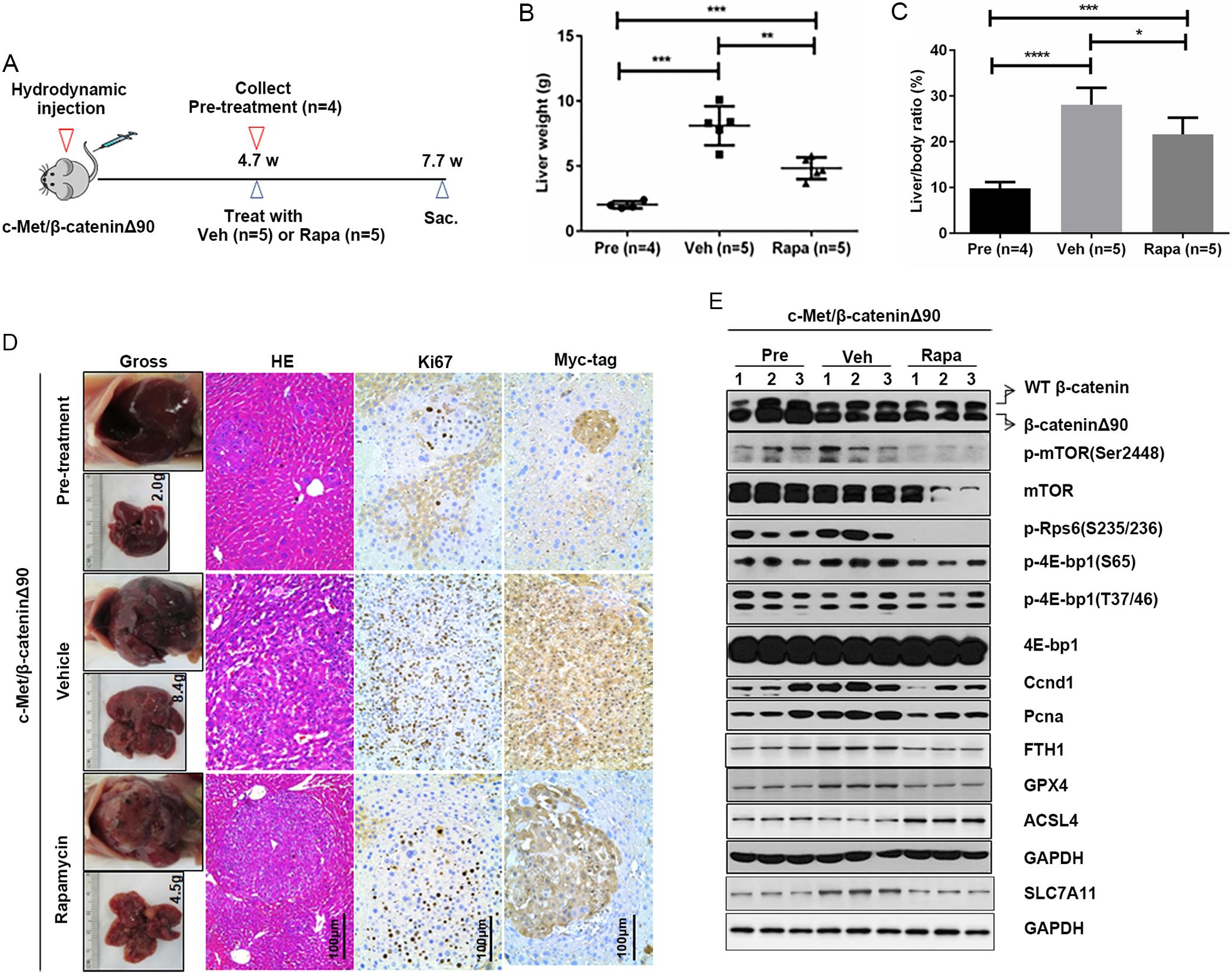 Effects of rapamycin on tumor growth in HCC mouse models.
