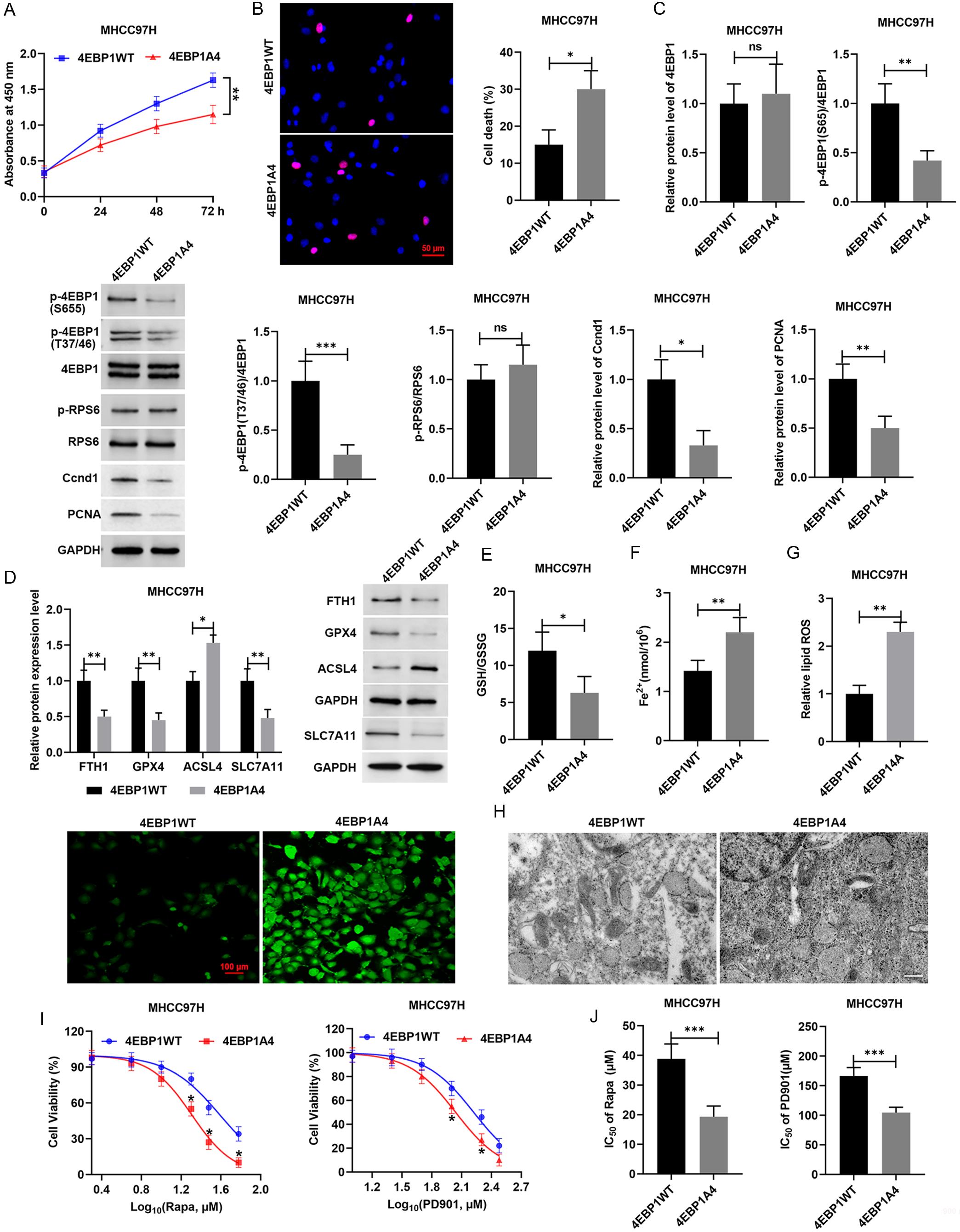 The regulatory effects of 4EBP1A4 on rapamycin-induced ferroptosis in HCC cells.