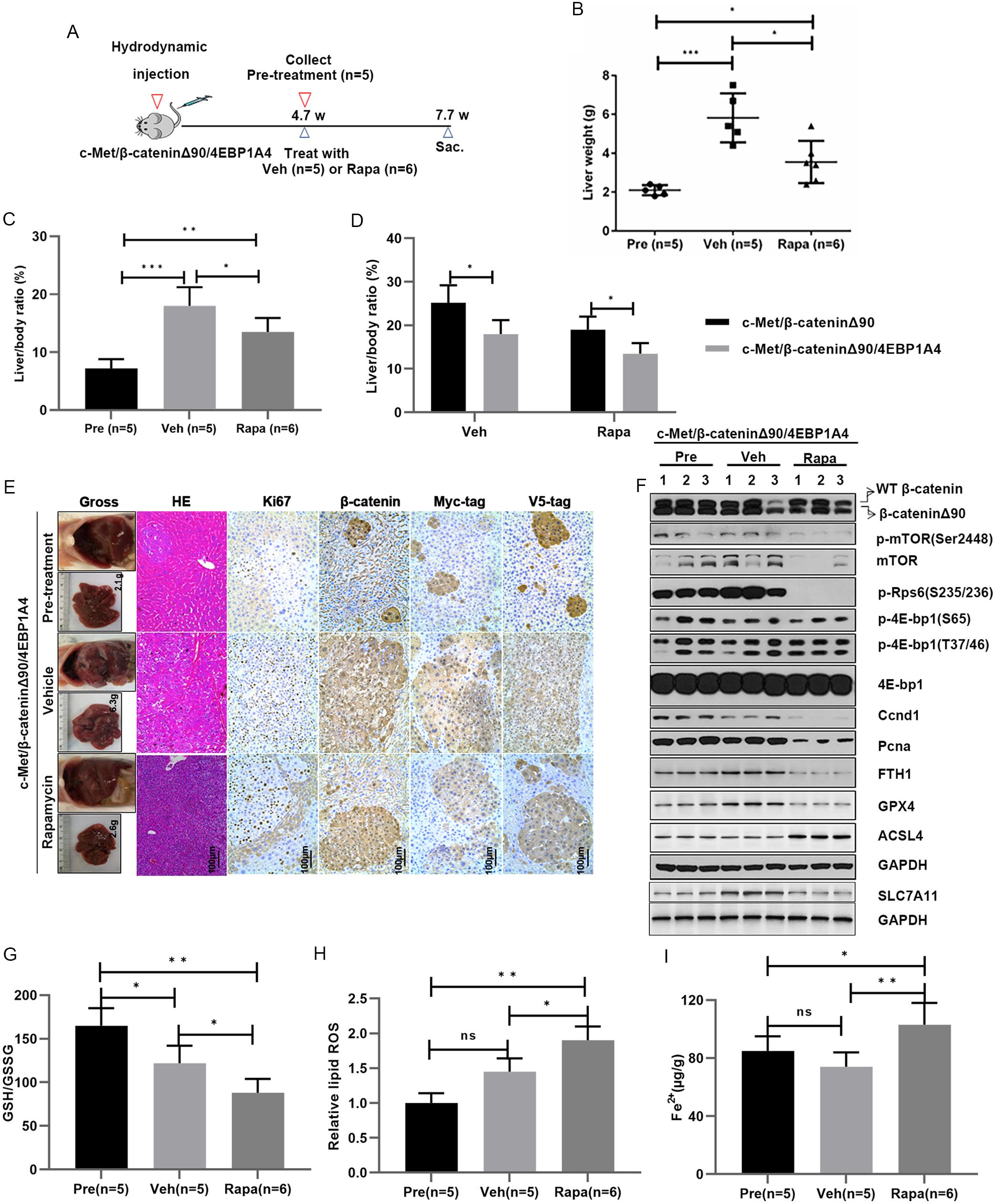 Effects of 4EBP1A4 on the therapeutic efficacy of rapamycin.