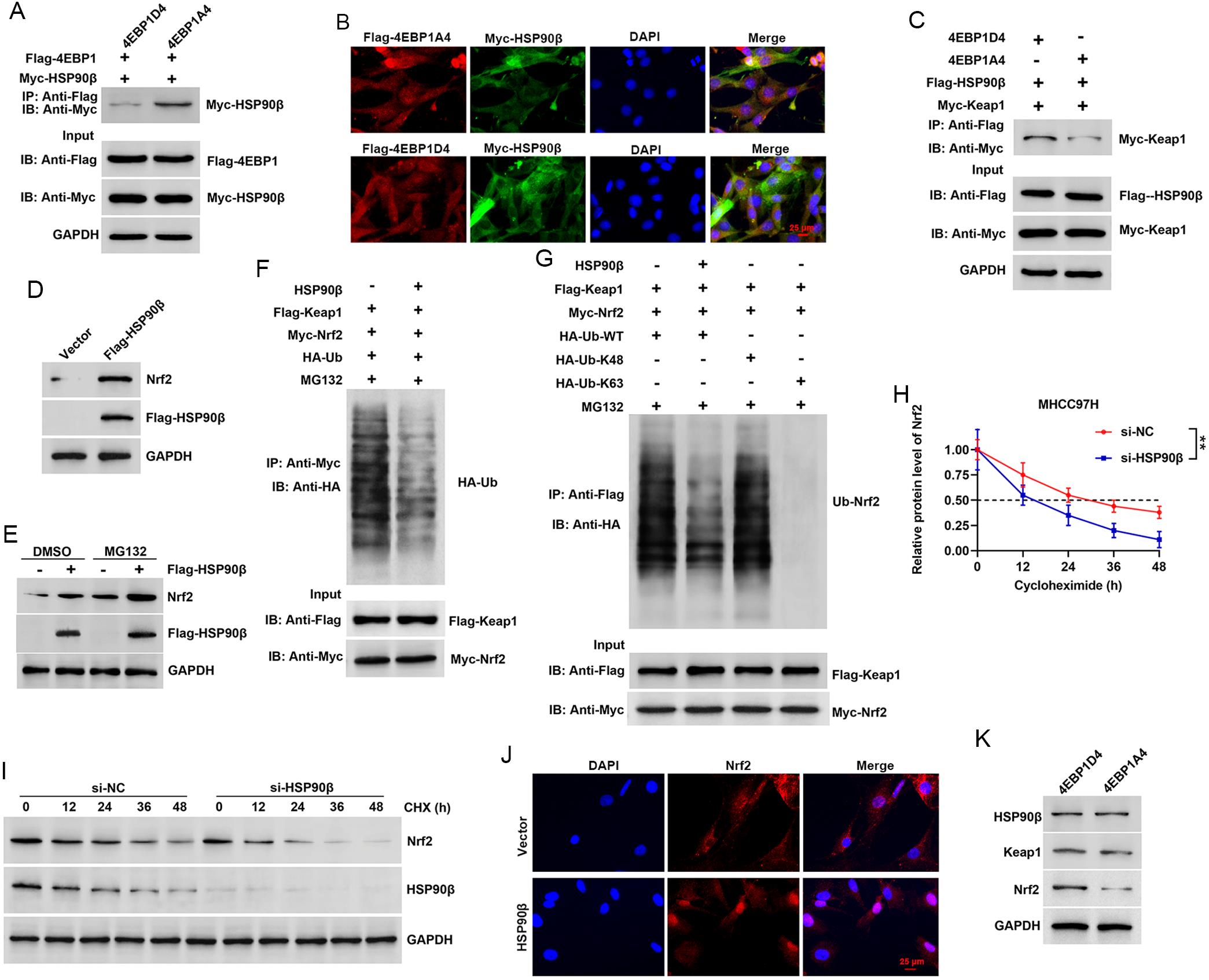 Analysis of 4EBP1A4 regulation of ferroptosis via the HSP90β/Keap1/Nrf2 pathway.